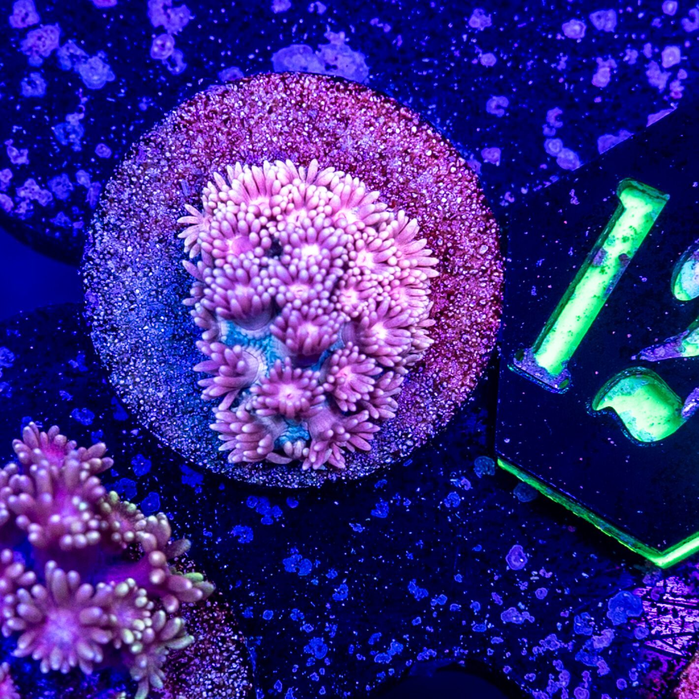 Mermaid Pink Gonipora