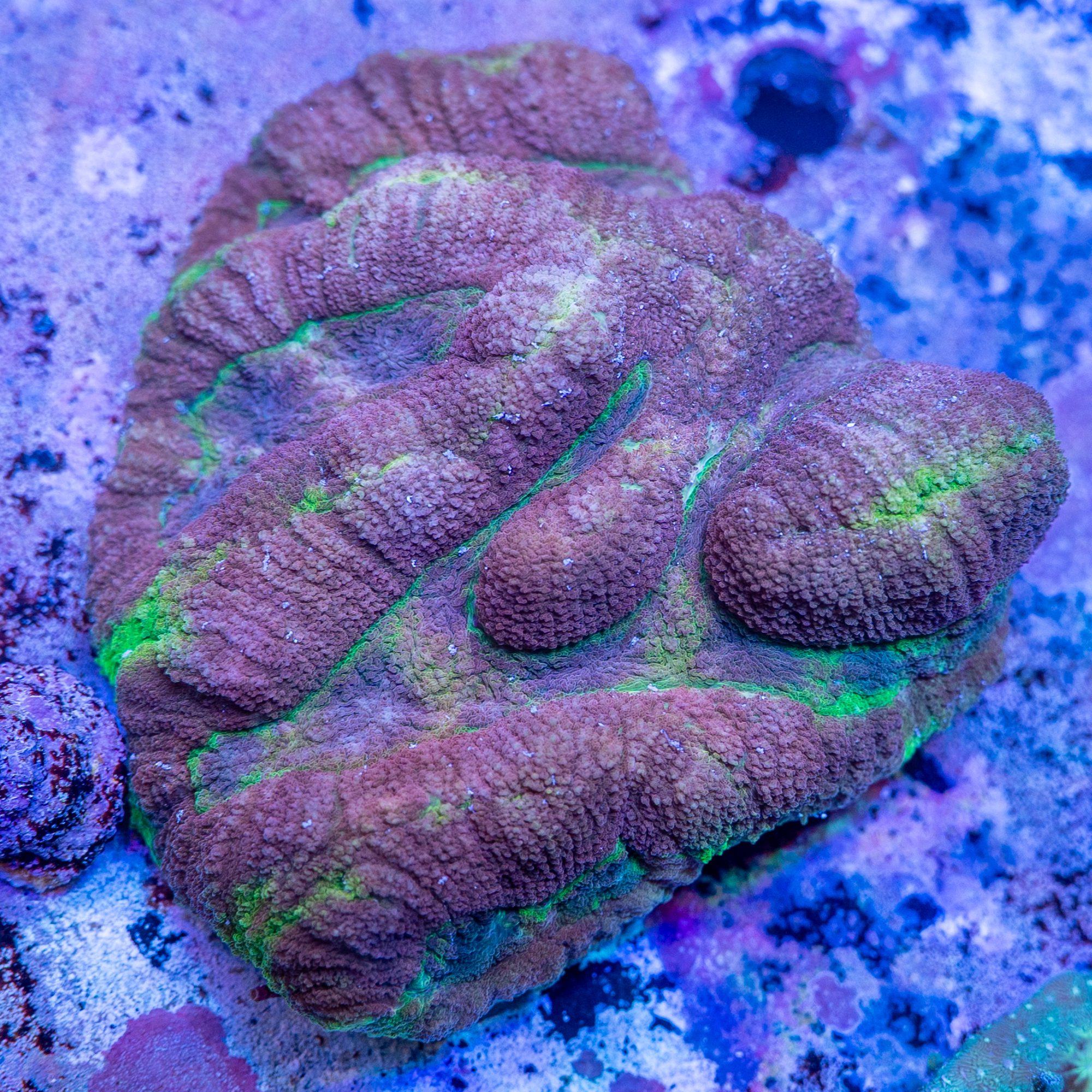 Strawberry Banana Smoothie Symphyllia XL