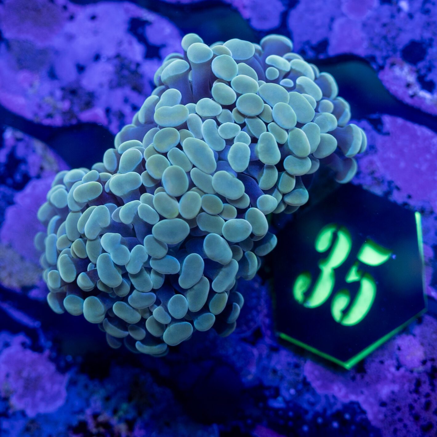 Farmed Hammer Frag 35