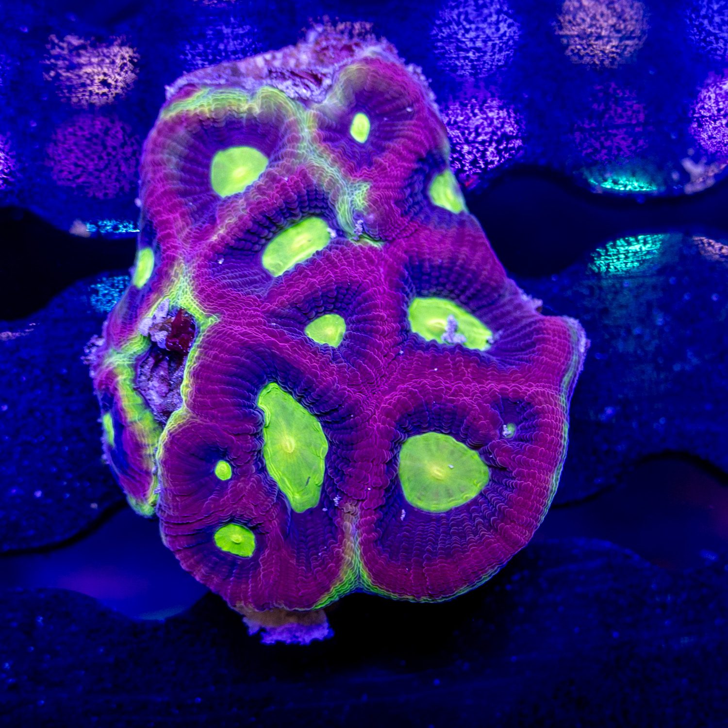 Dragon Soul Prism Favia