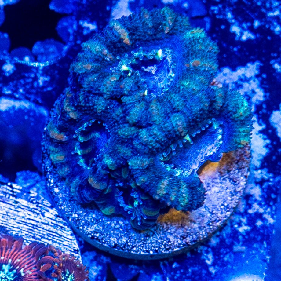 Smurf Eyes Micromussa #2 | Detroit Reef Club