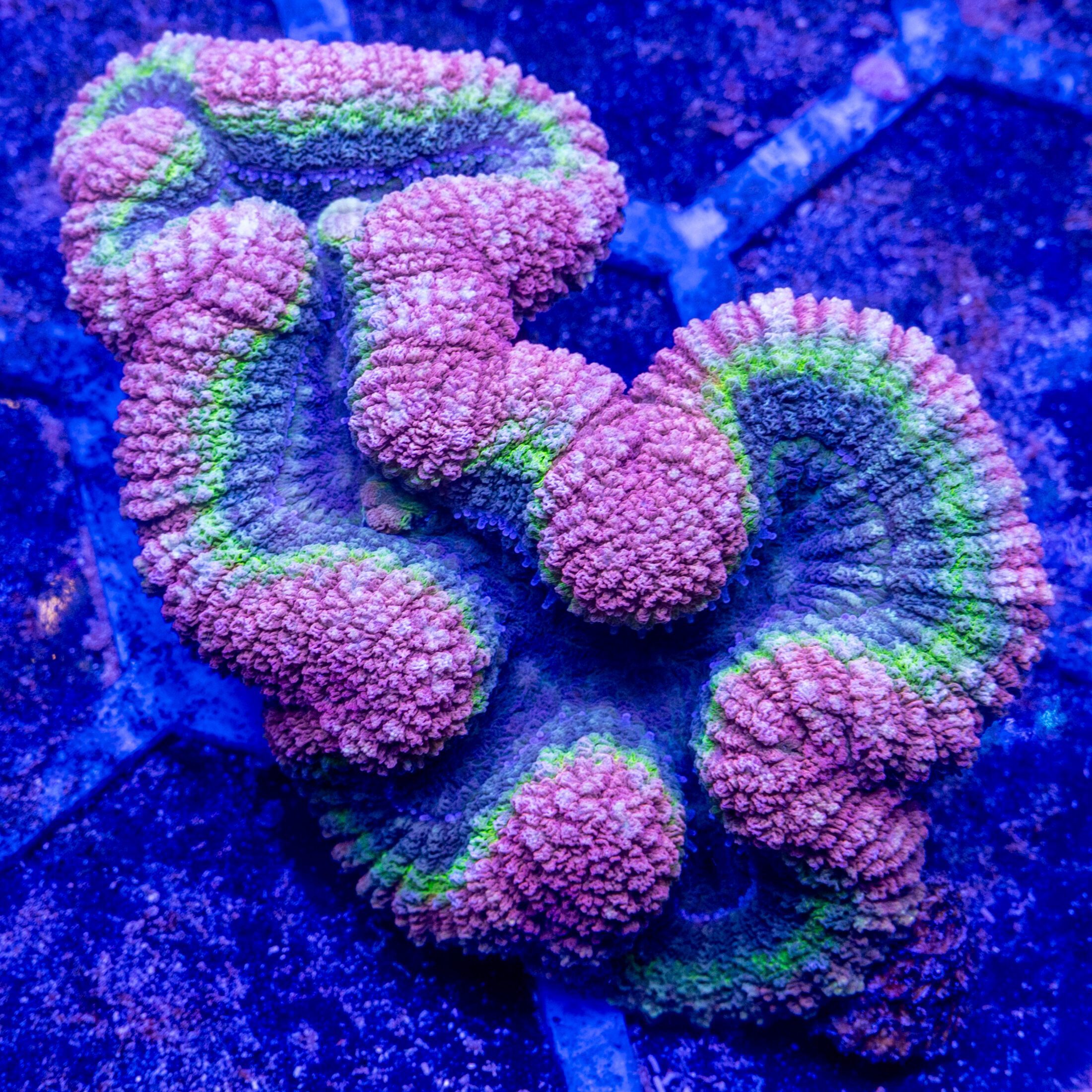 Tricolor Symphyllia