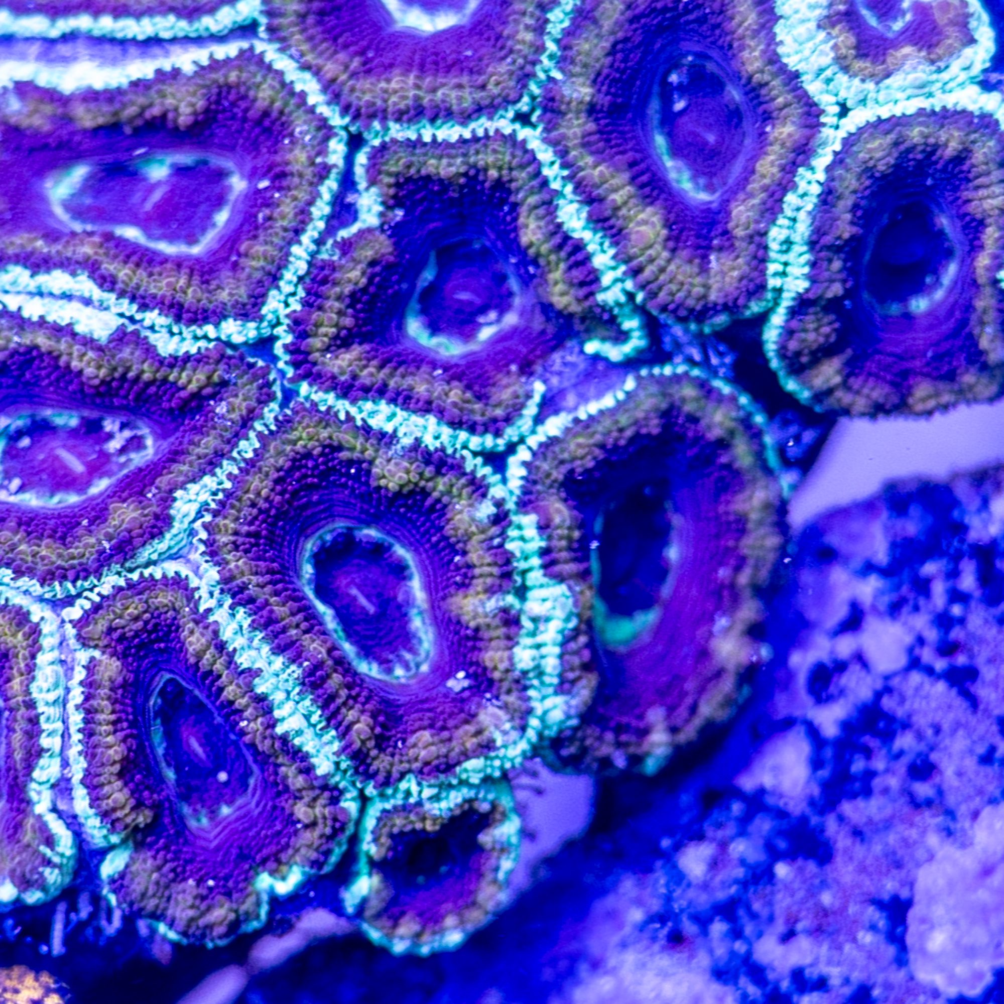 Wario World Acan Lord