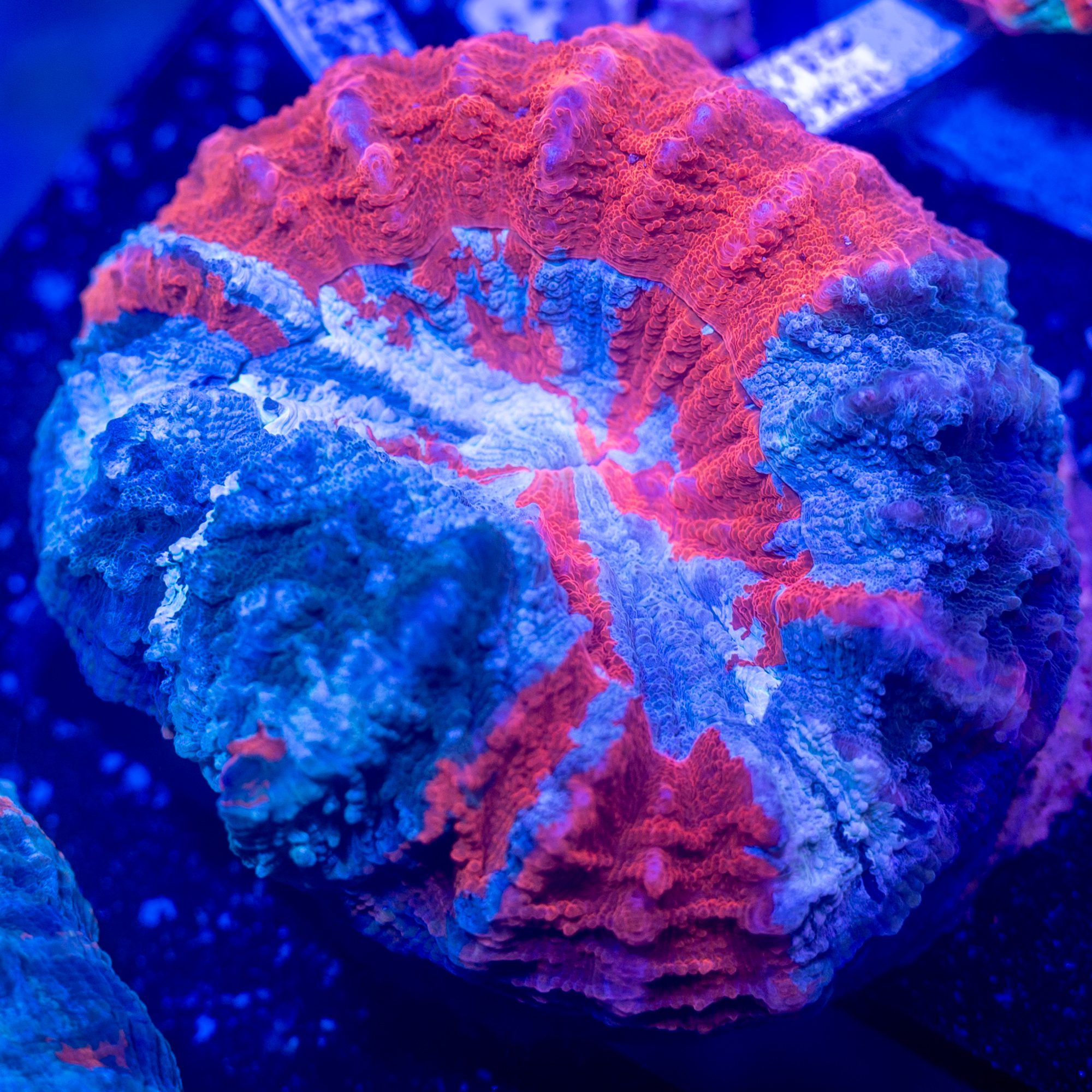 Picasso Meat Acanthophyllia #5