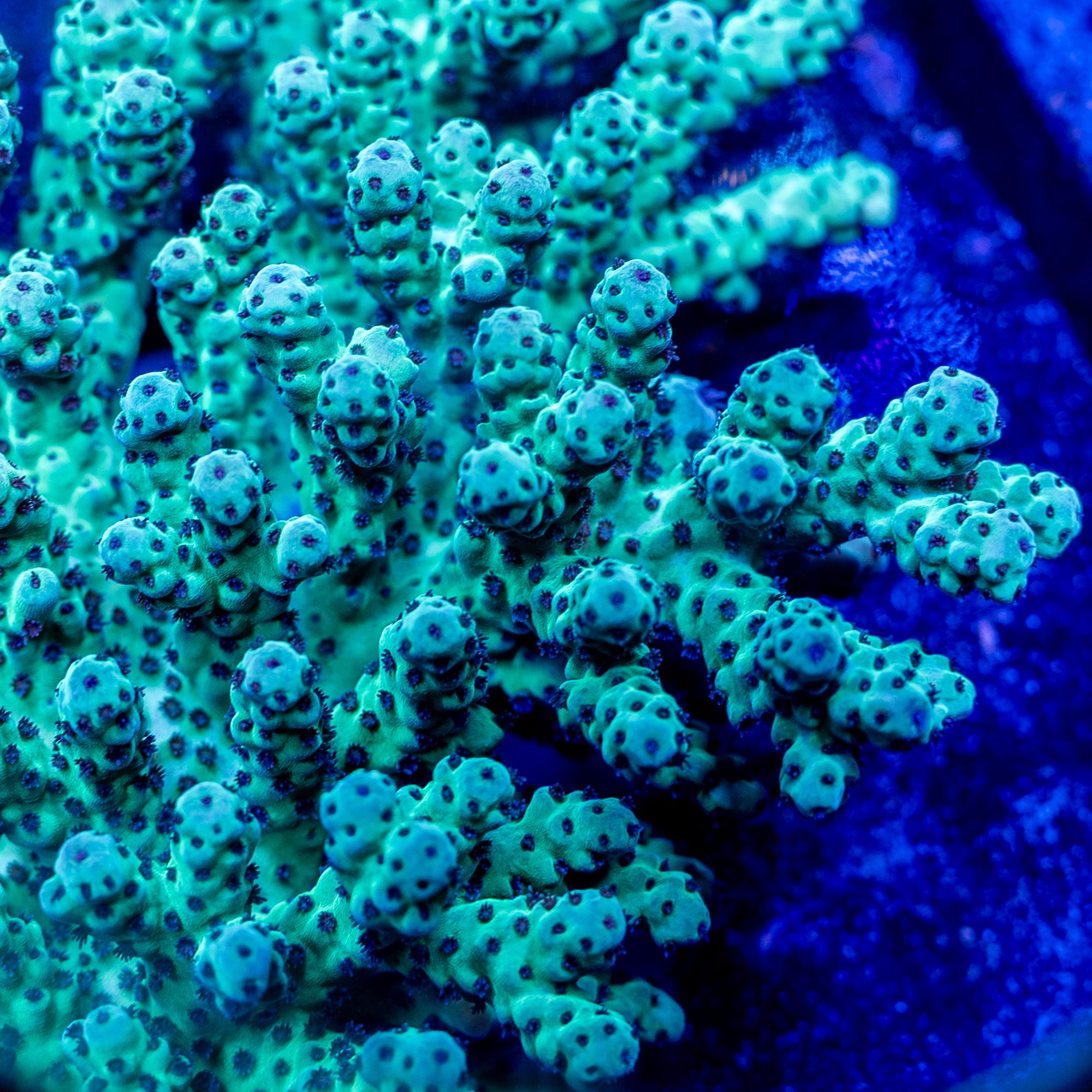Aussie Succulent Acropora