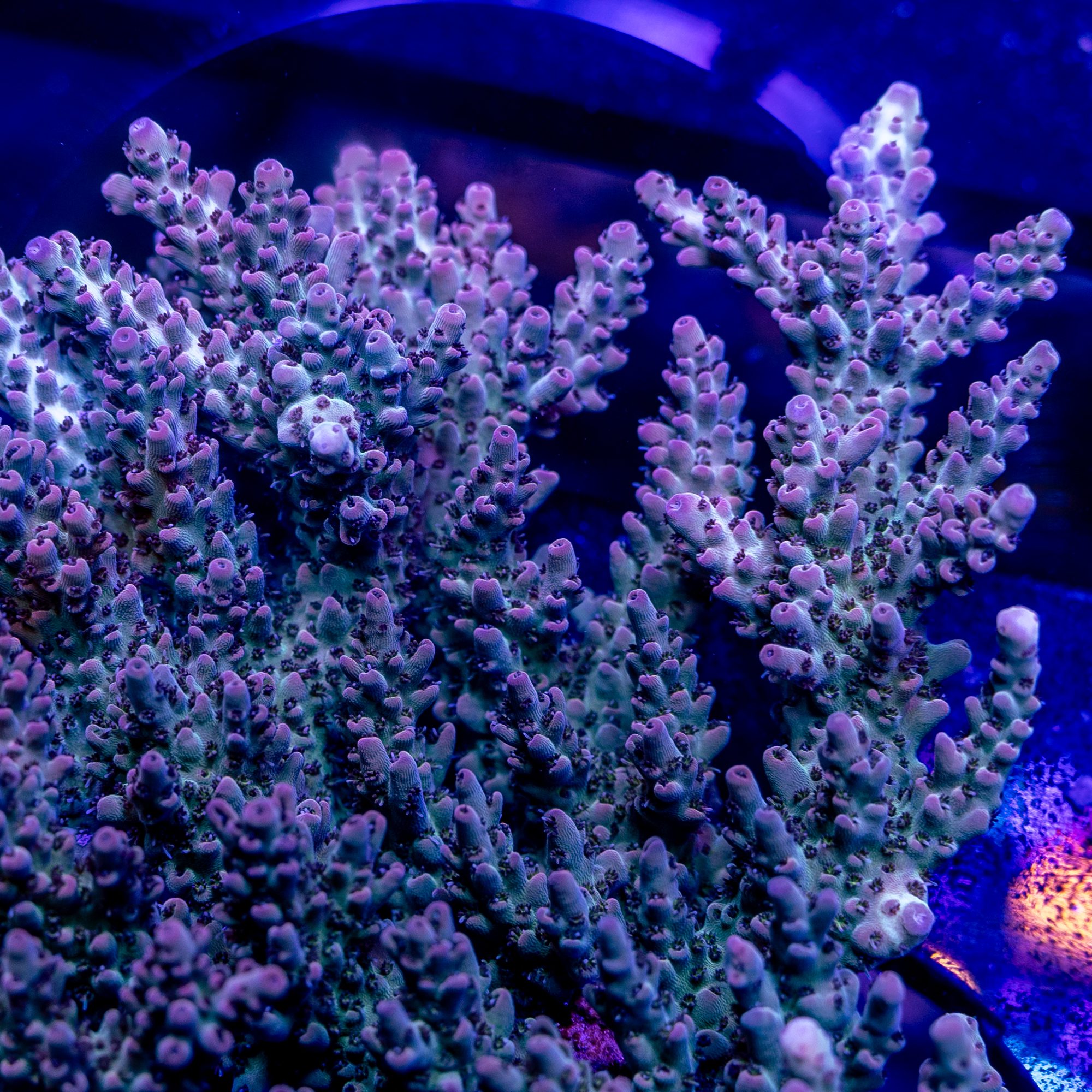 Red Light District Acropora