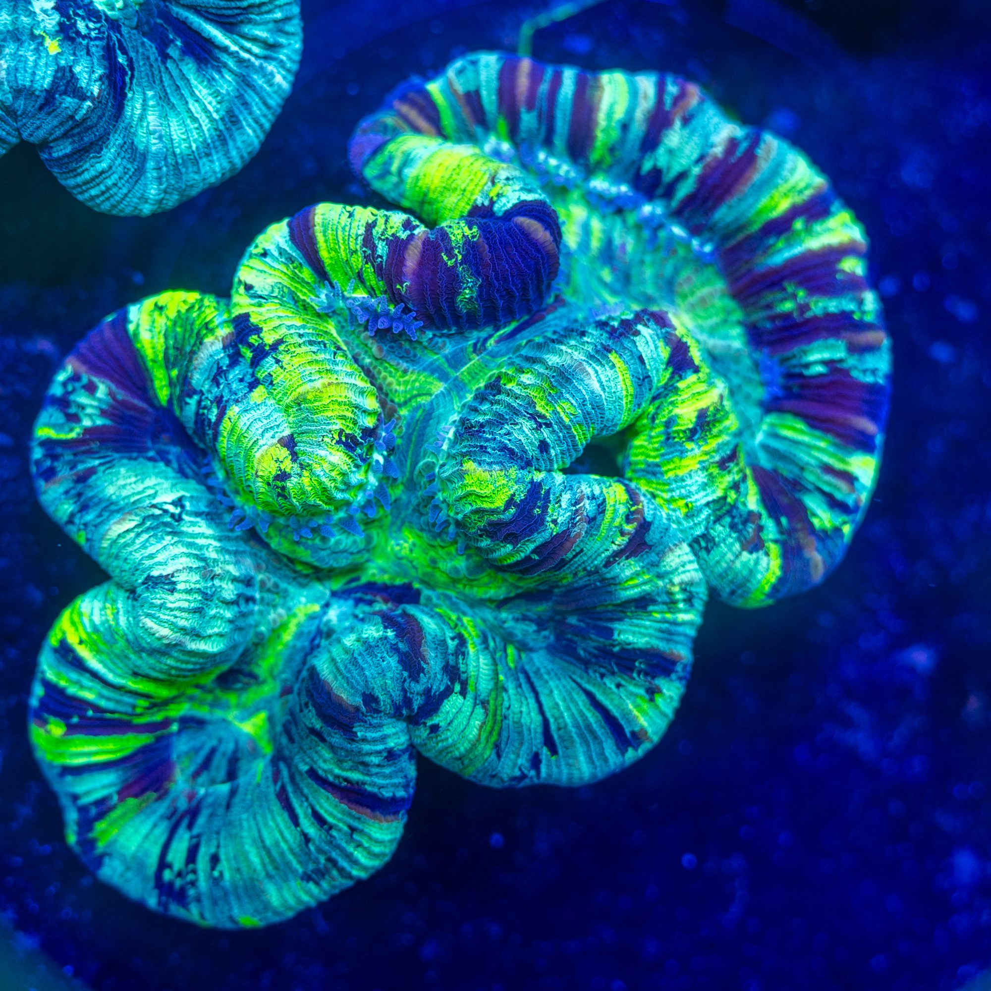 Adrenaline Trachyphyllia