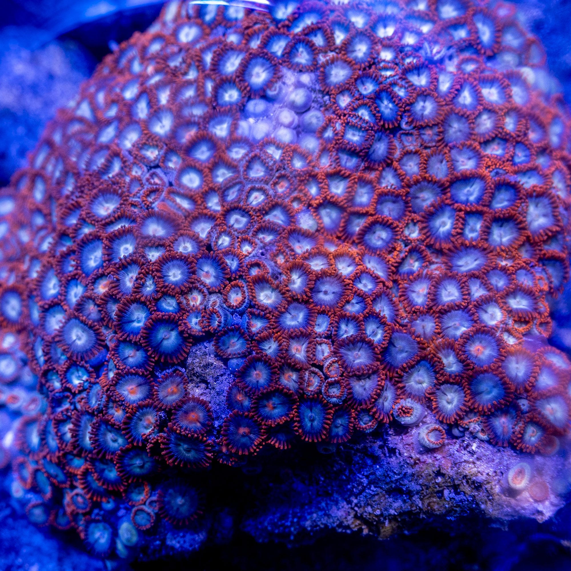Aura Ablaze Zoanthid