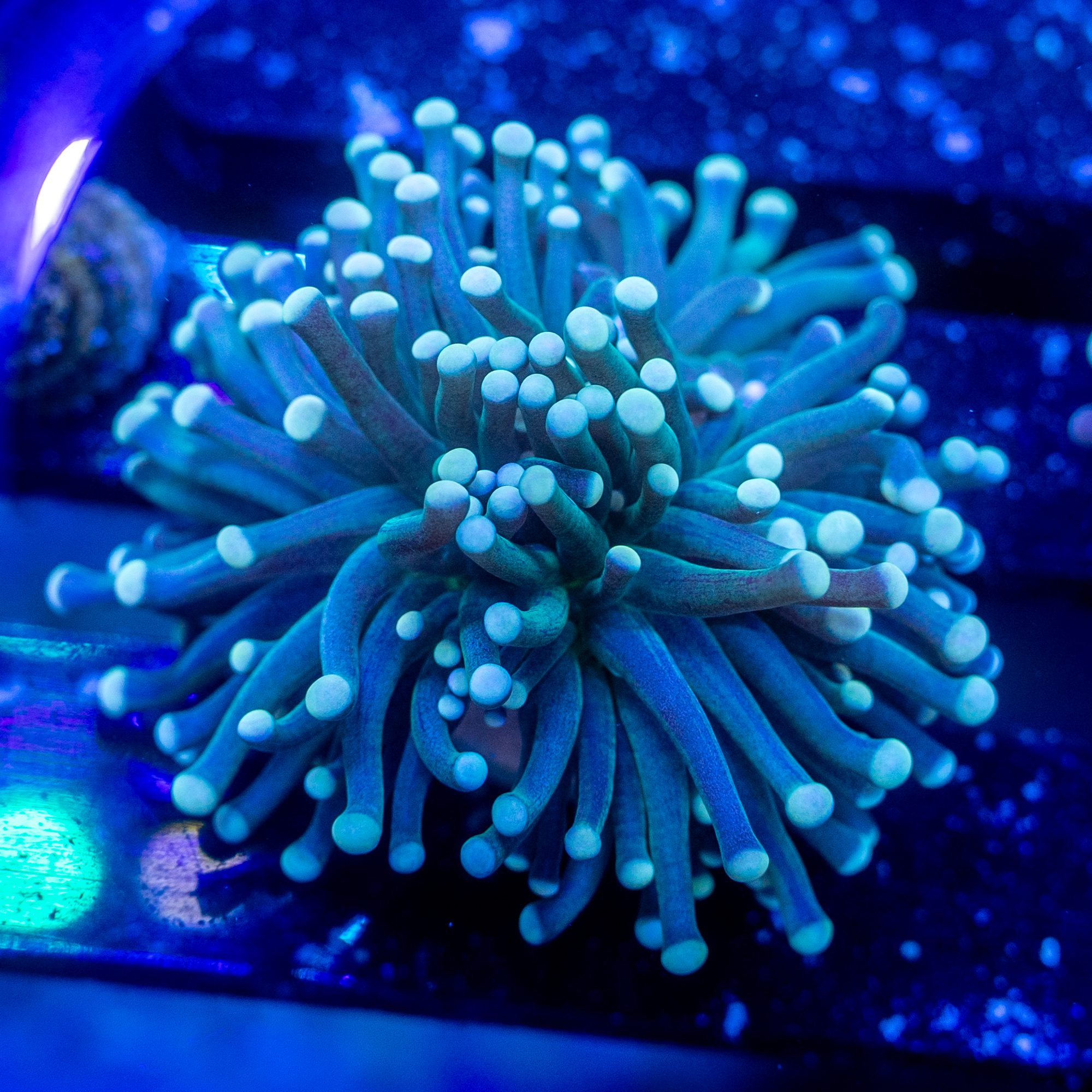 Aussie Firefly Torch