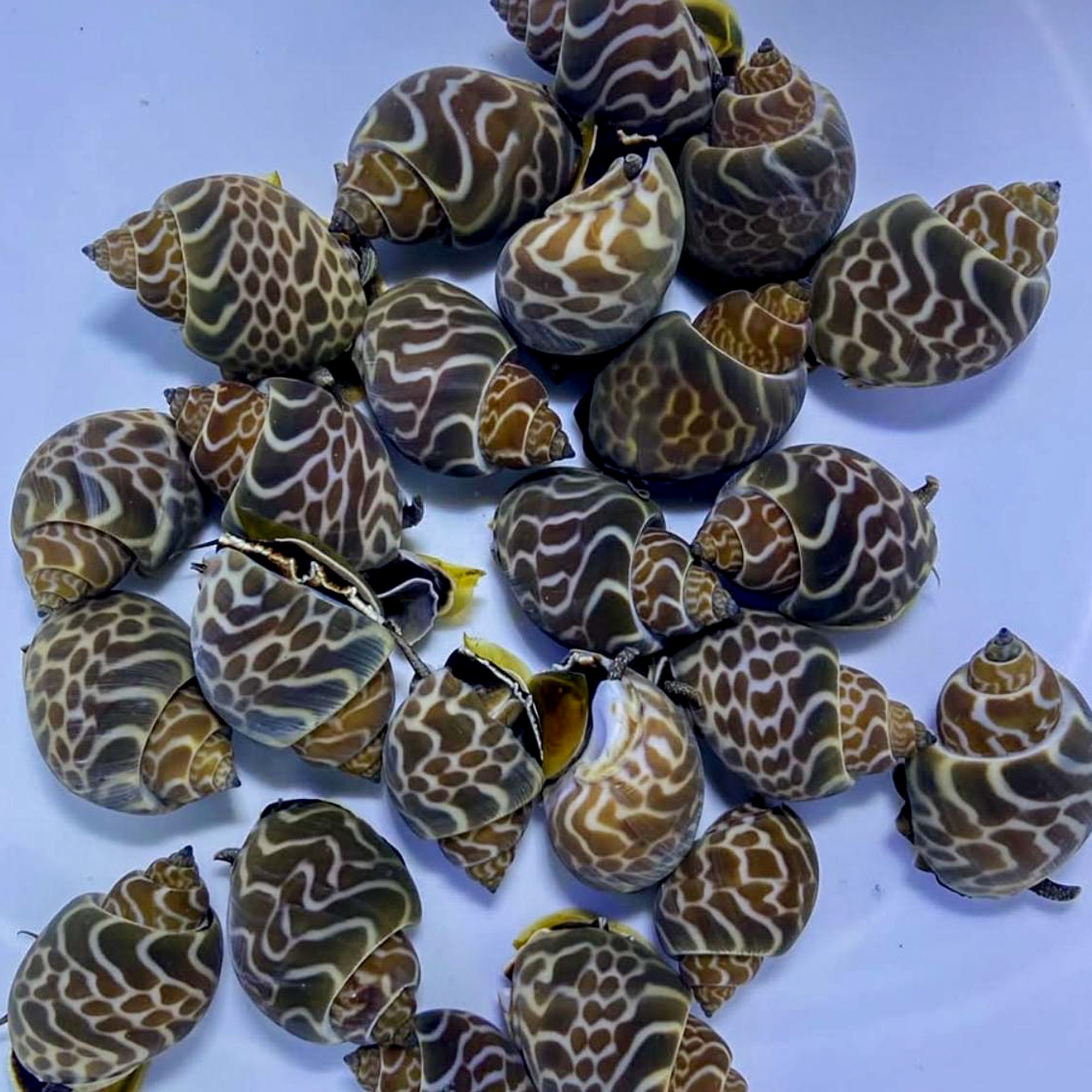 Babylon Snails