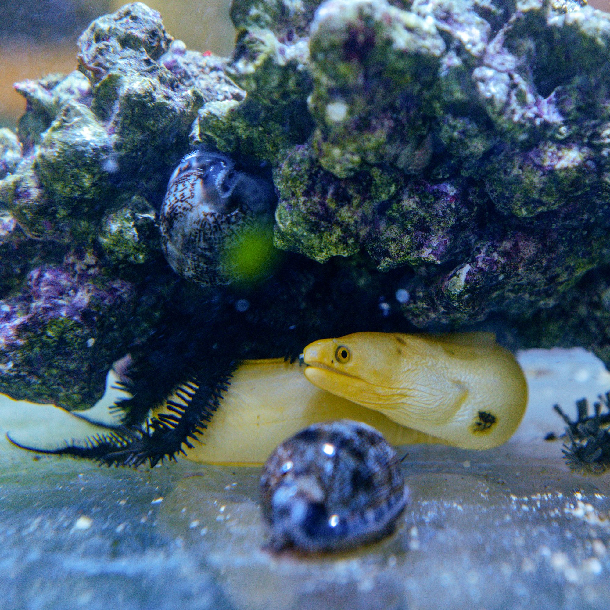 Banana Moray Eel