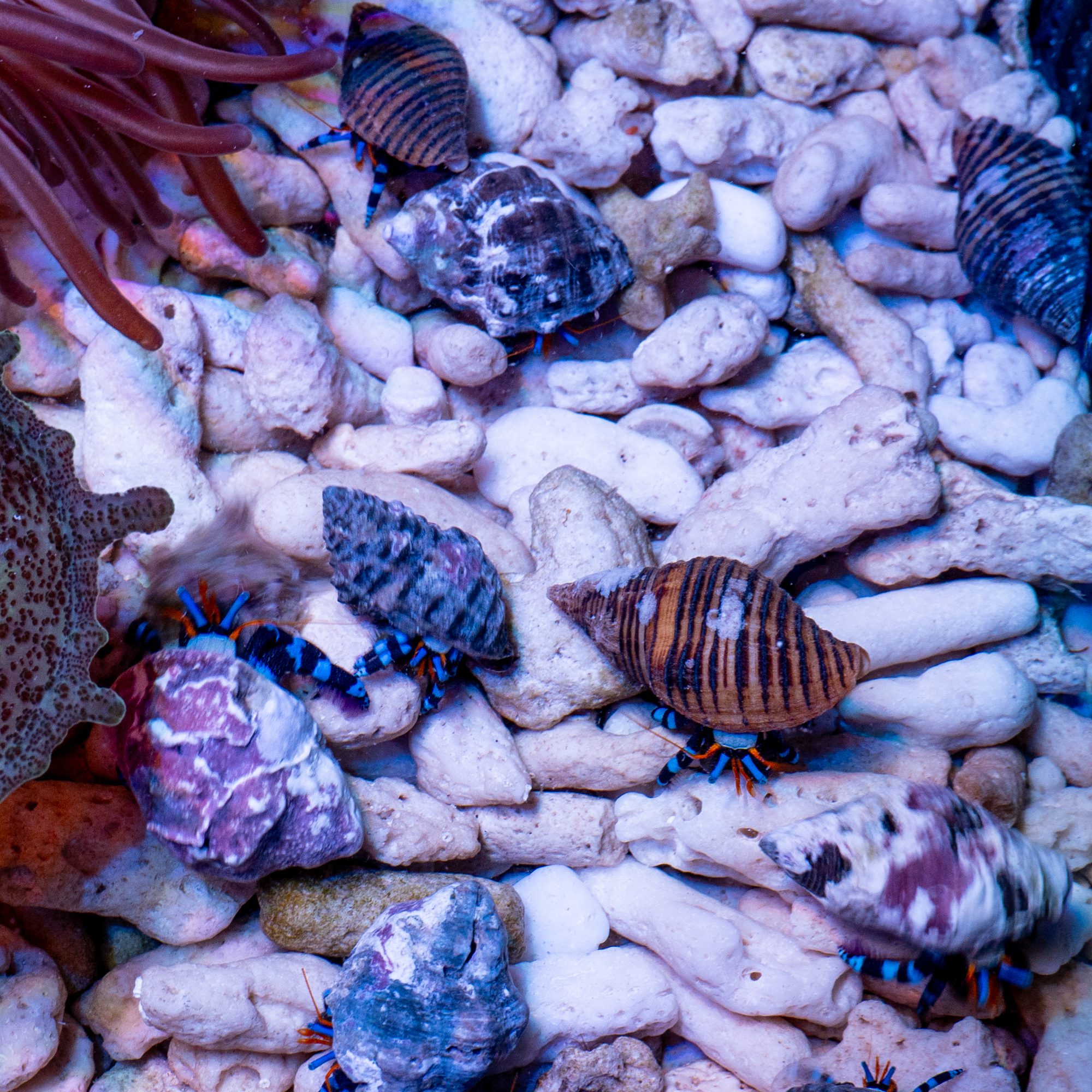 Blue Knuckle Hermit Crabs, Small