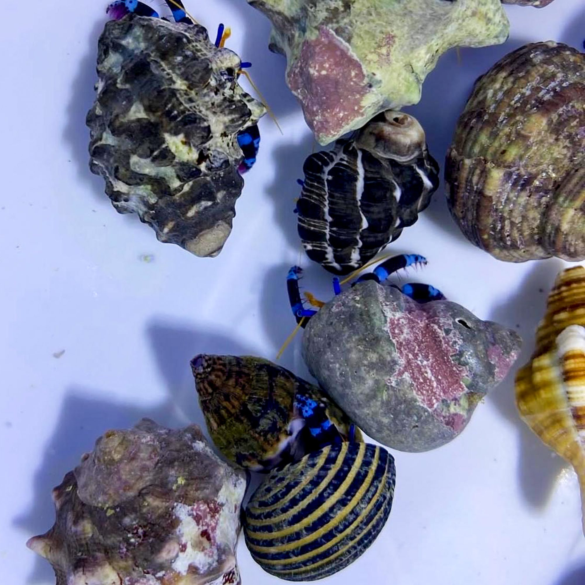 Blue Knuckle Hermit Crabs
