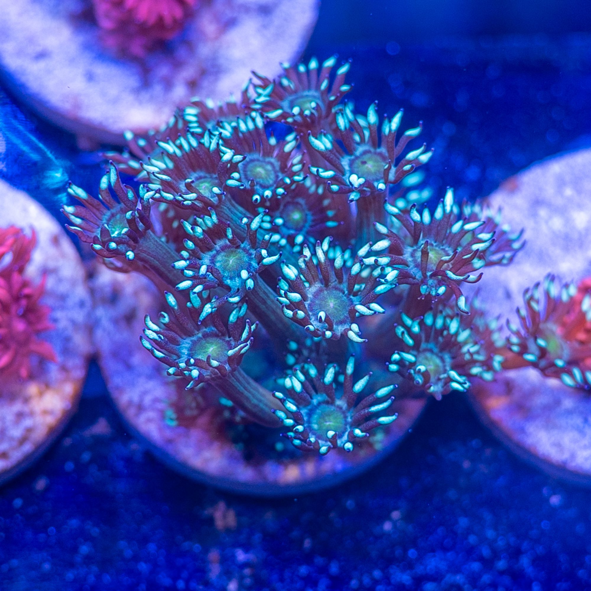 Blue Jewel Gonipora