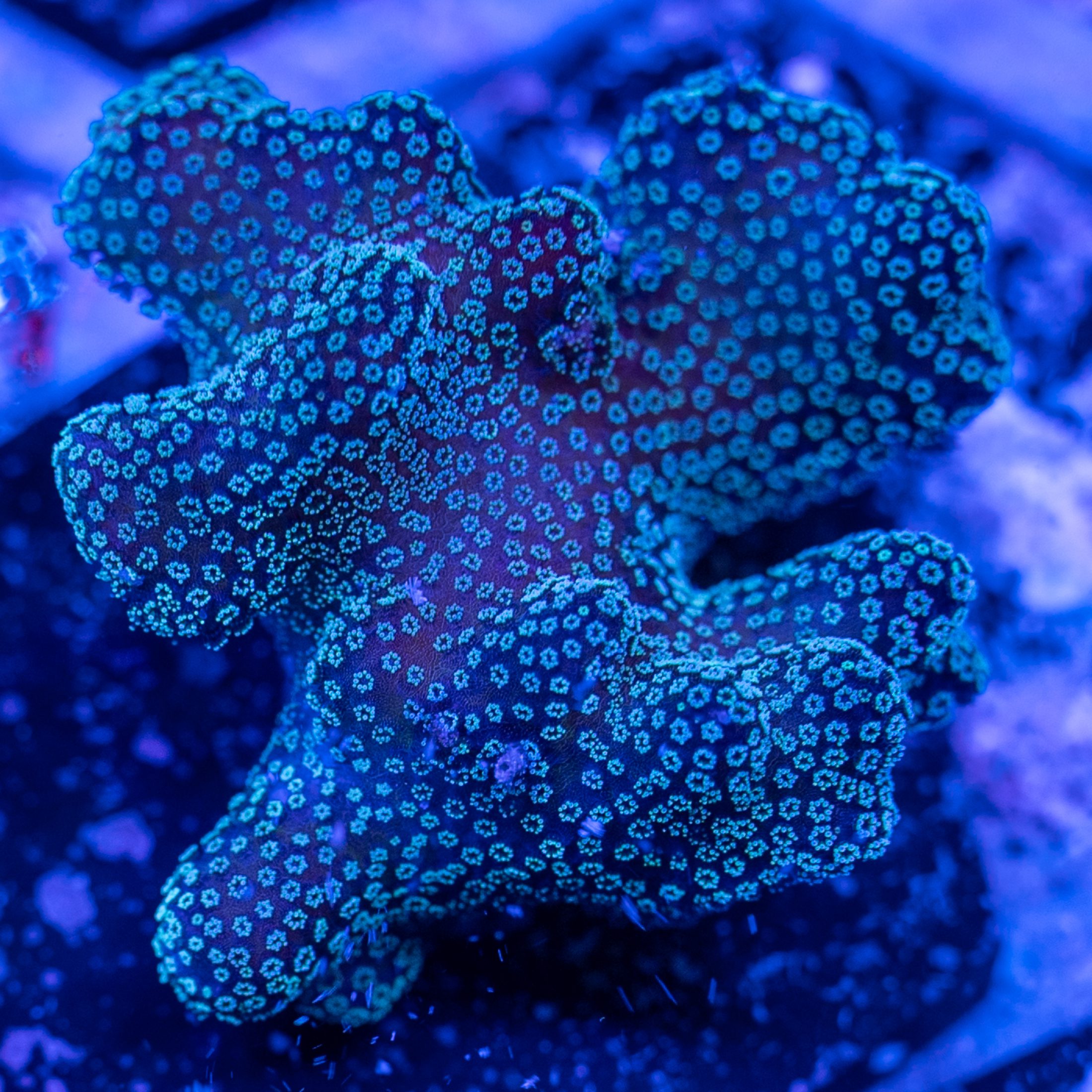 Blue Polyped Stylophora Mini Colony | Detroit Reef Club