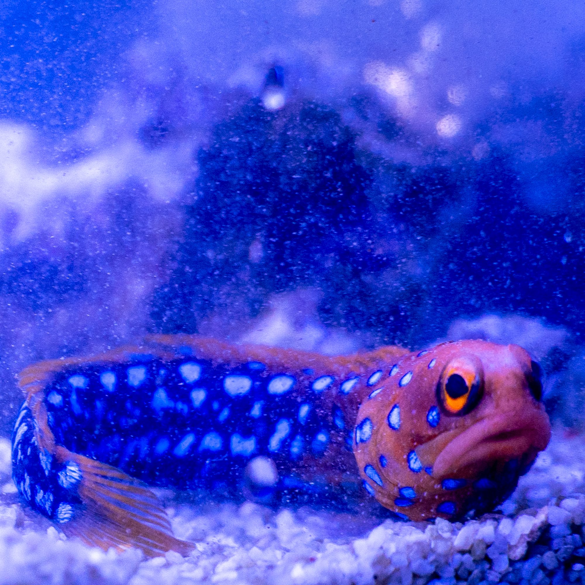 Blue Spot Jawfish