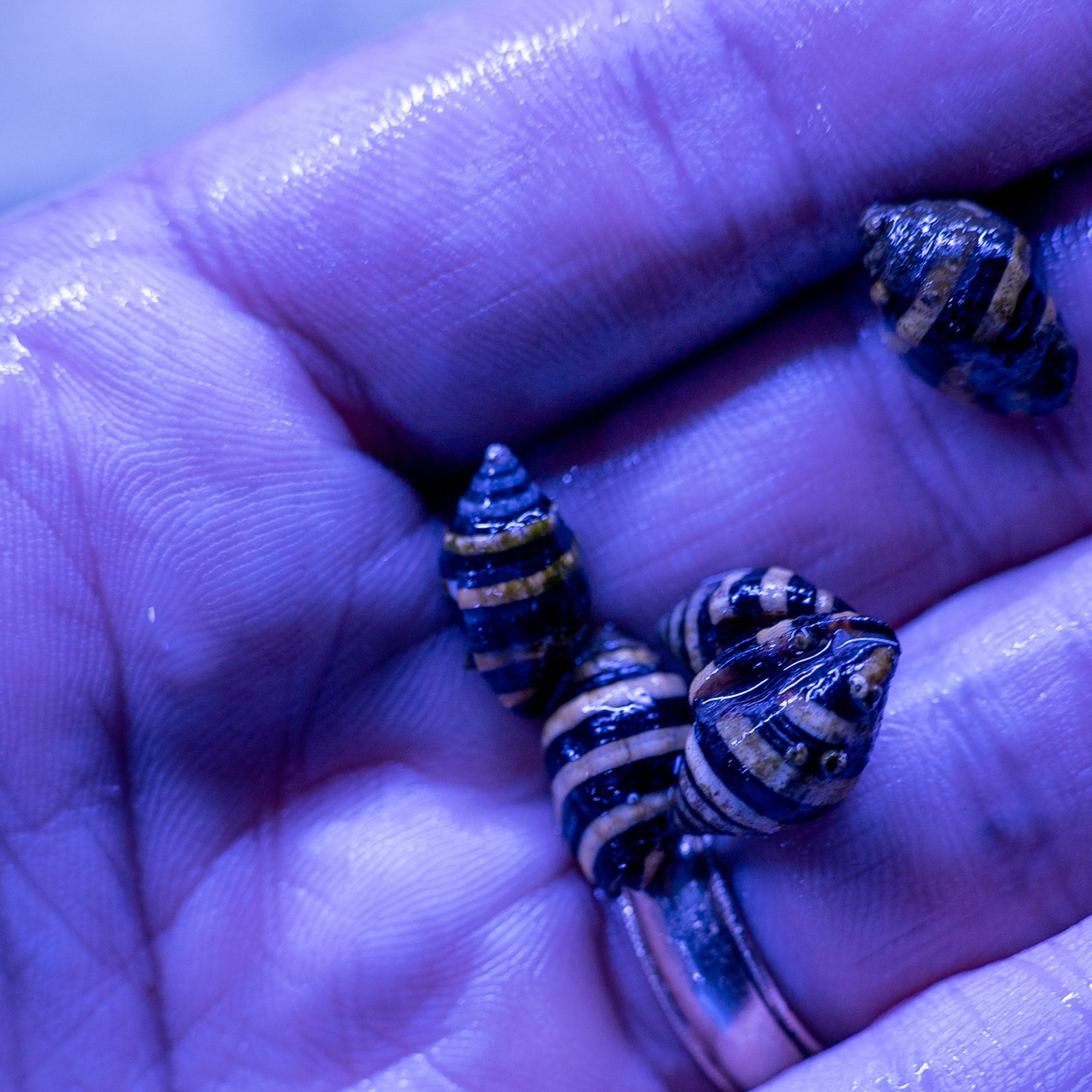 Bumble Bee Snail Detroit Reef Club