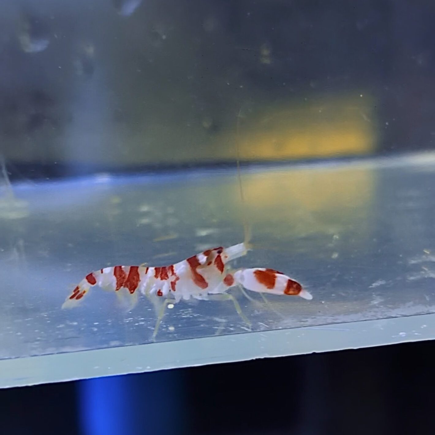 Candy Pistol Shrimp