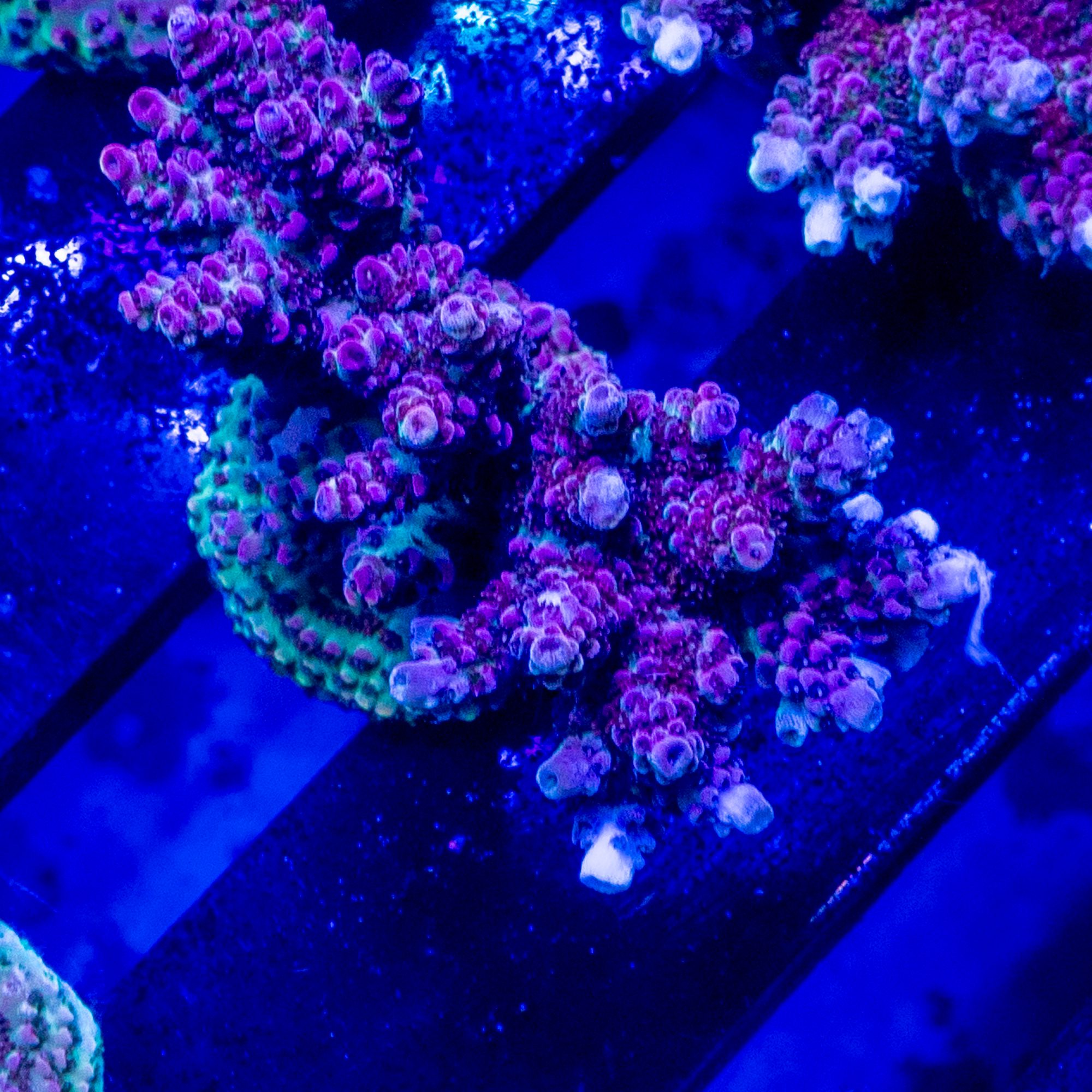 Carolina Reaper XL Frag