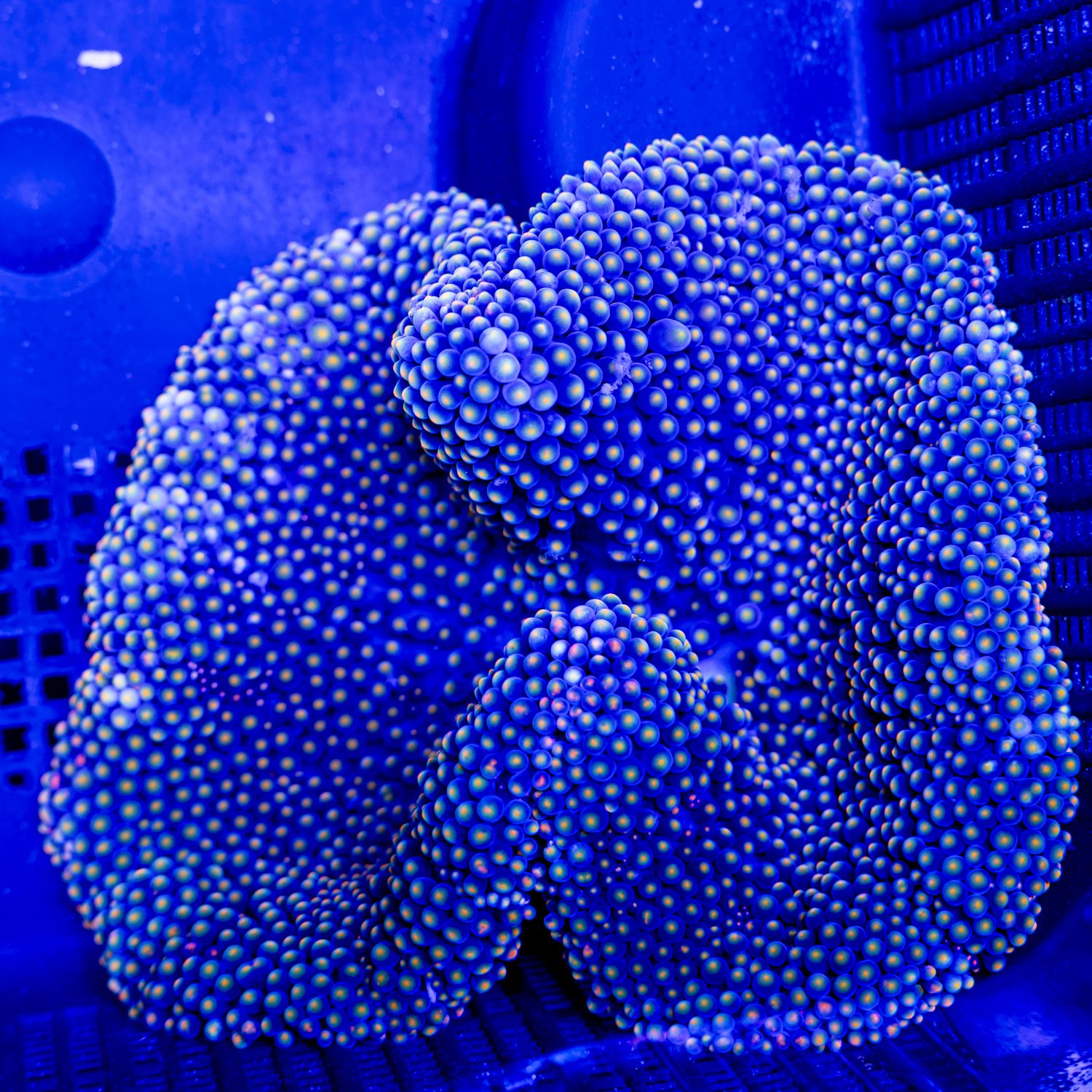 Golden Rainbow Carpet Anemone