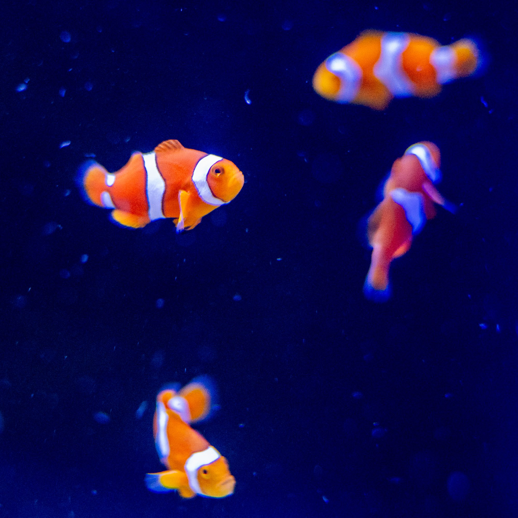 CB Percula Clownfish