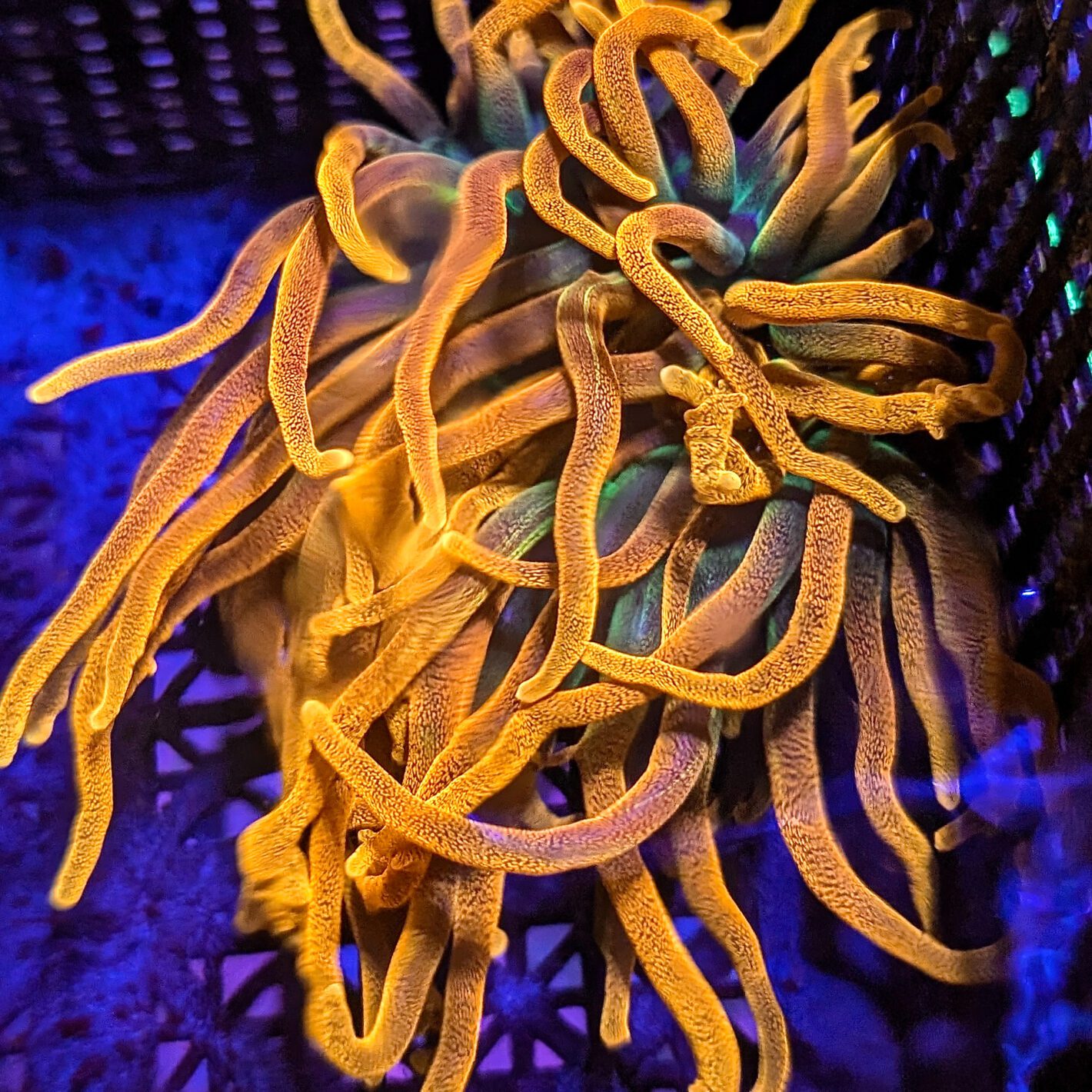 Chicago Sunburst Bubble Tip Anemone