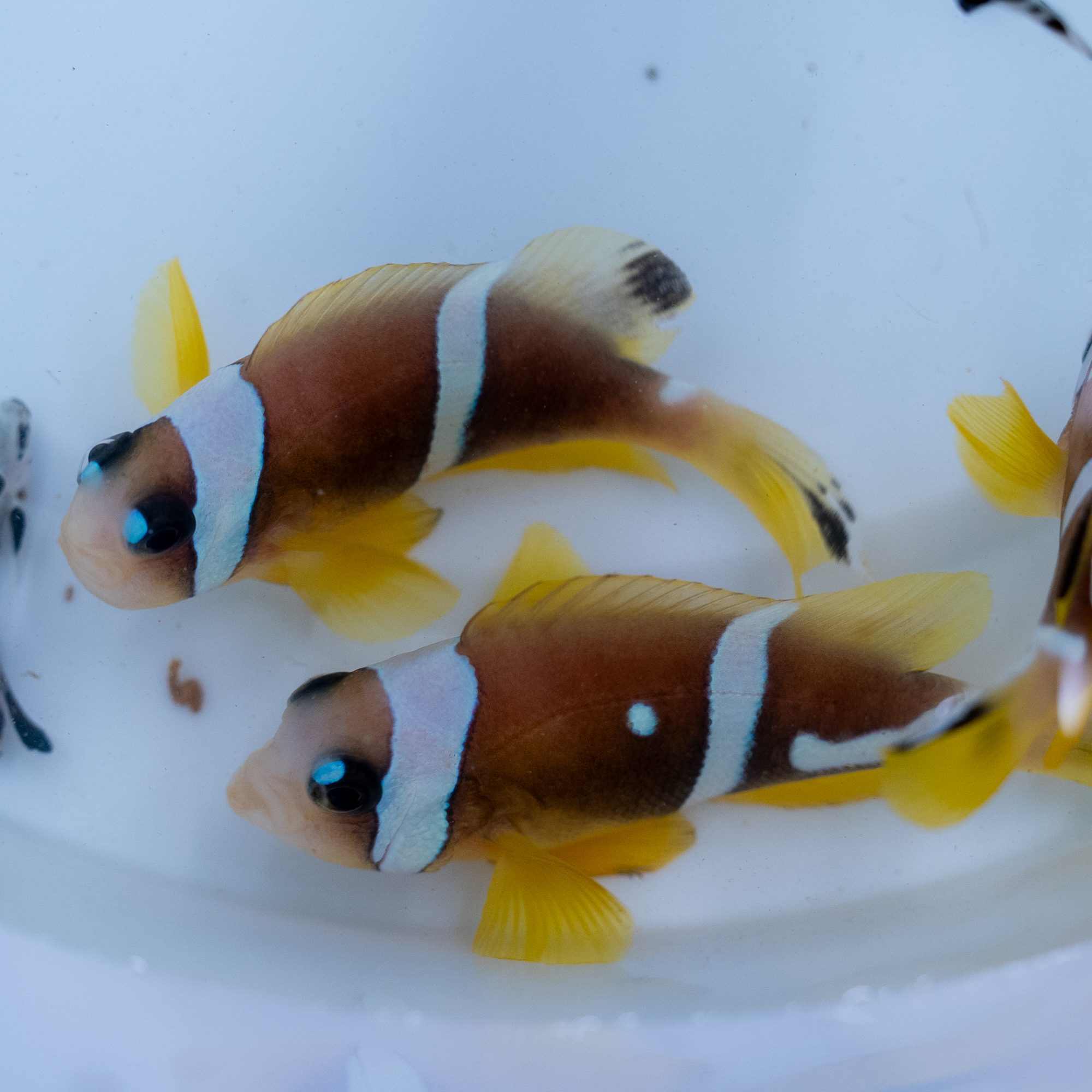 Spotcinctus Clarkii Clownfish