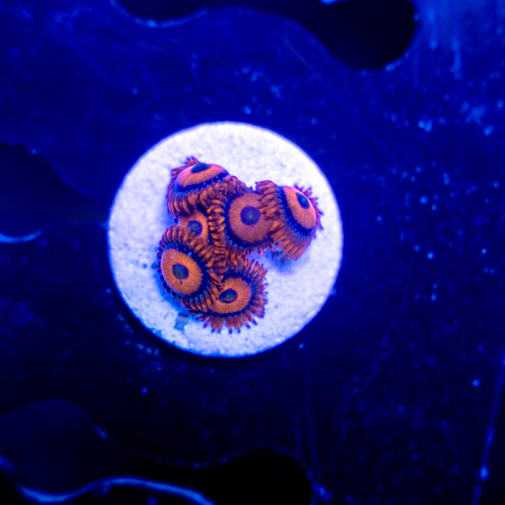 Clementine Zoanthid