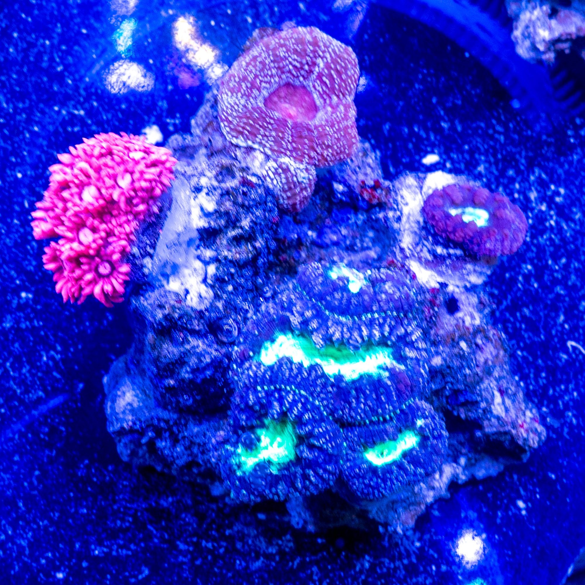 Aussie Tentacle Garden Combo Rock