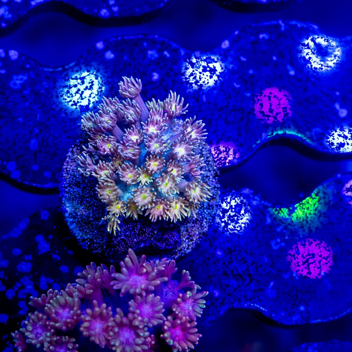 Rainbow Confetti Gonipora