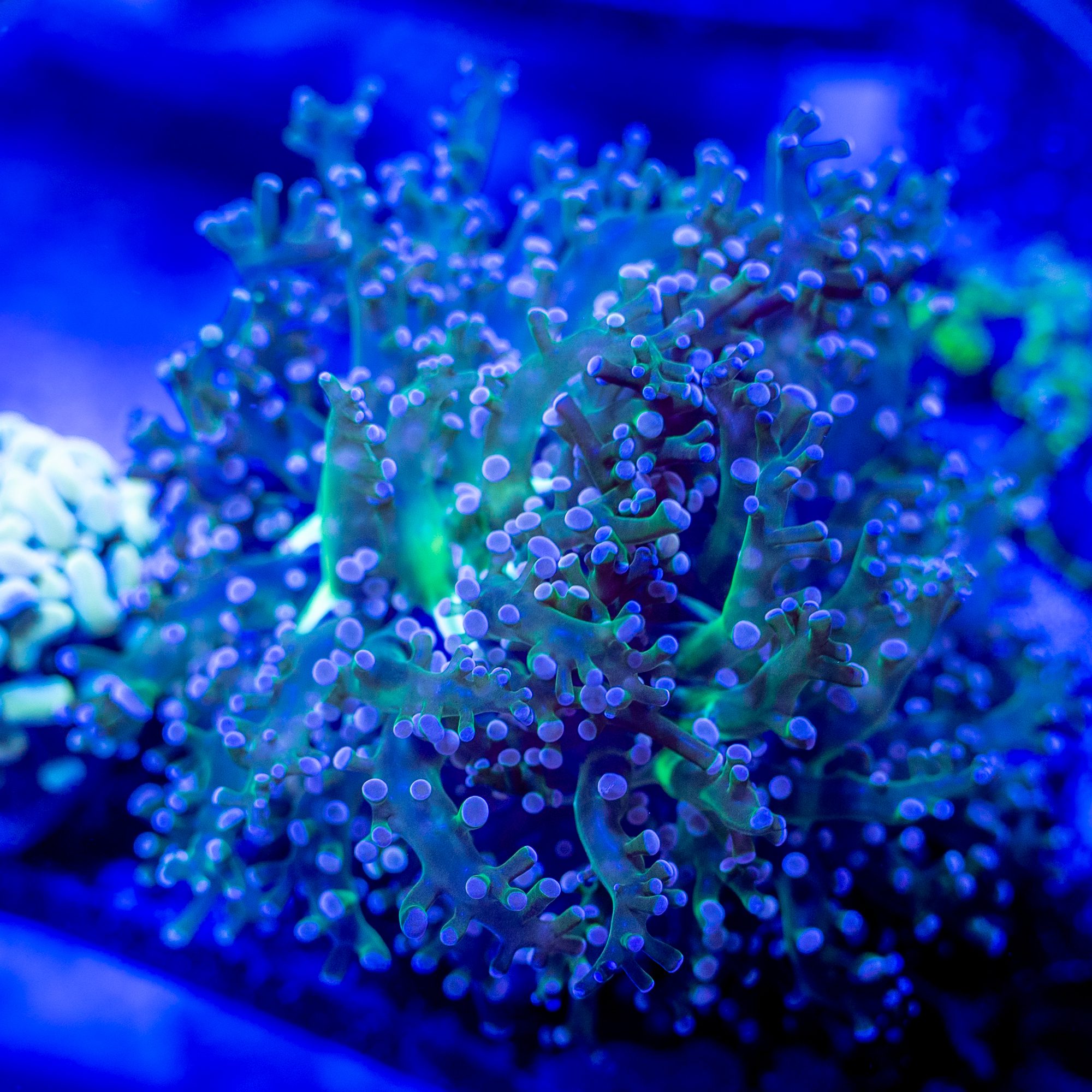 Cotton Candy Branching Frogspawn