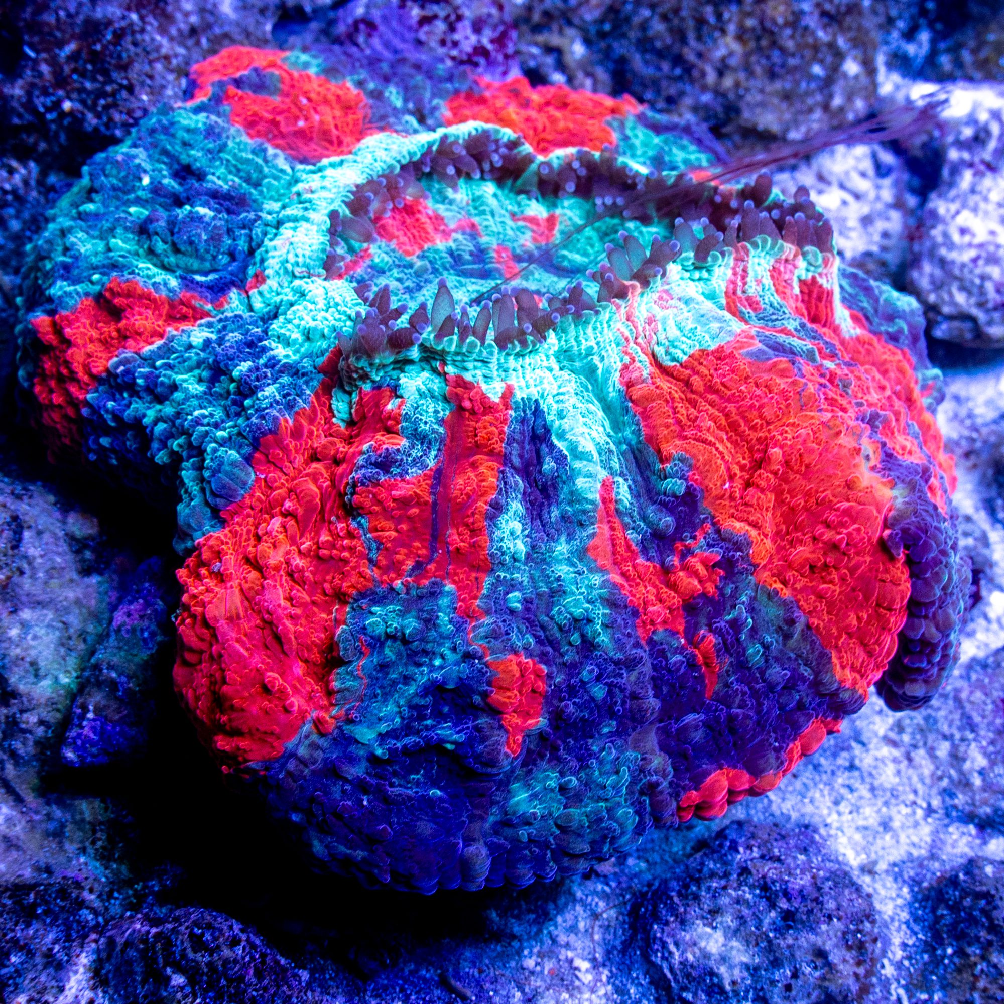 Court Jester Meat Coral