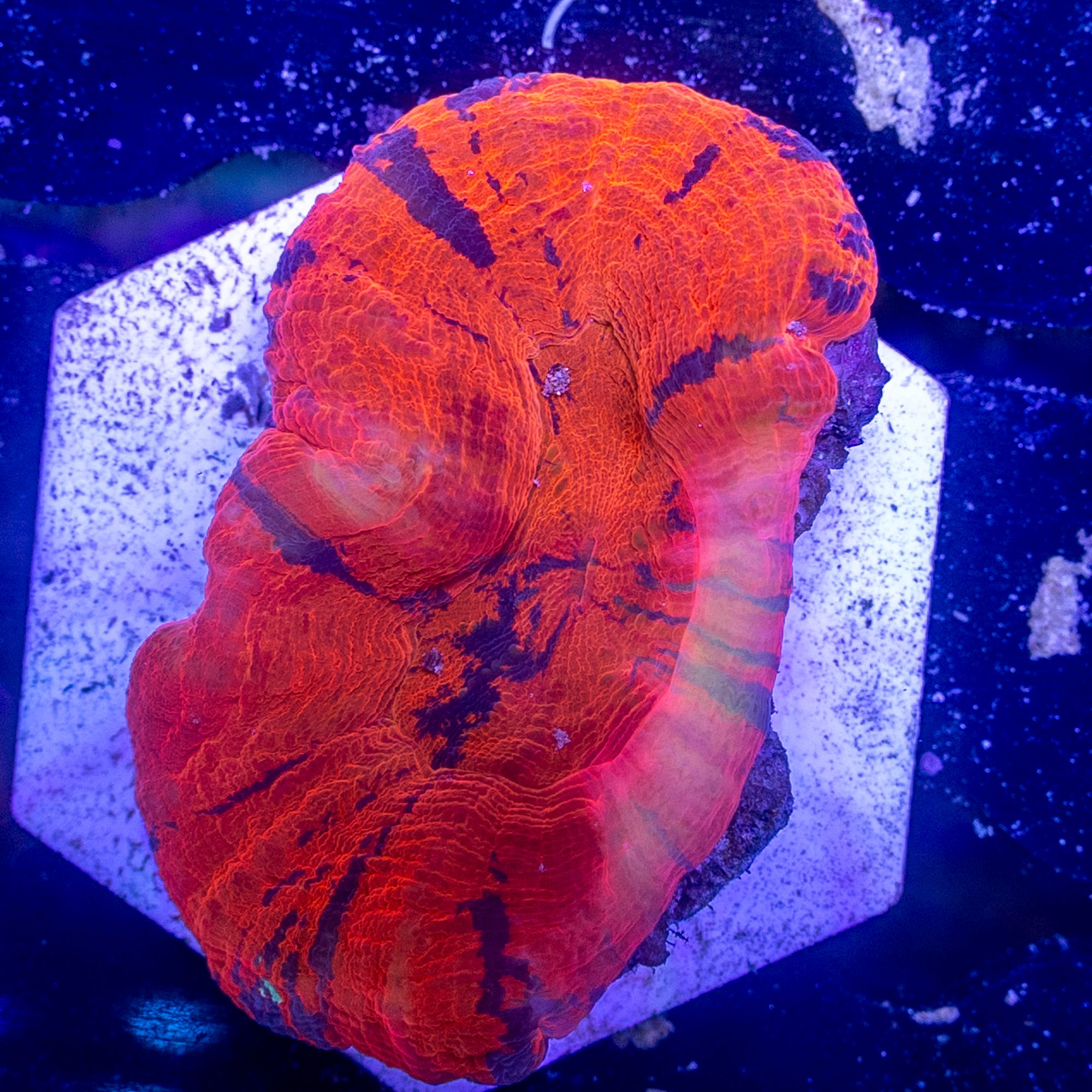 Cultured Warpaint Scoly 2