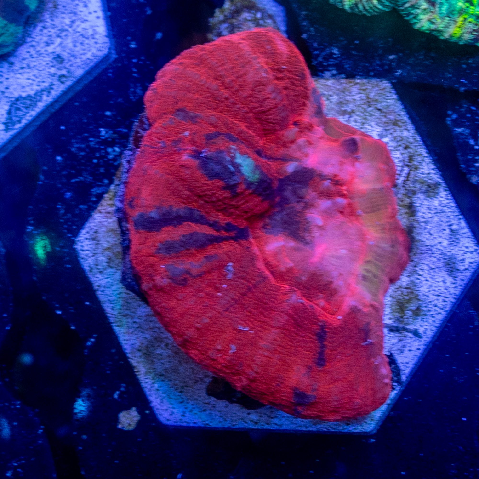 Cultured Warpaint Scoly 1