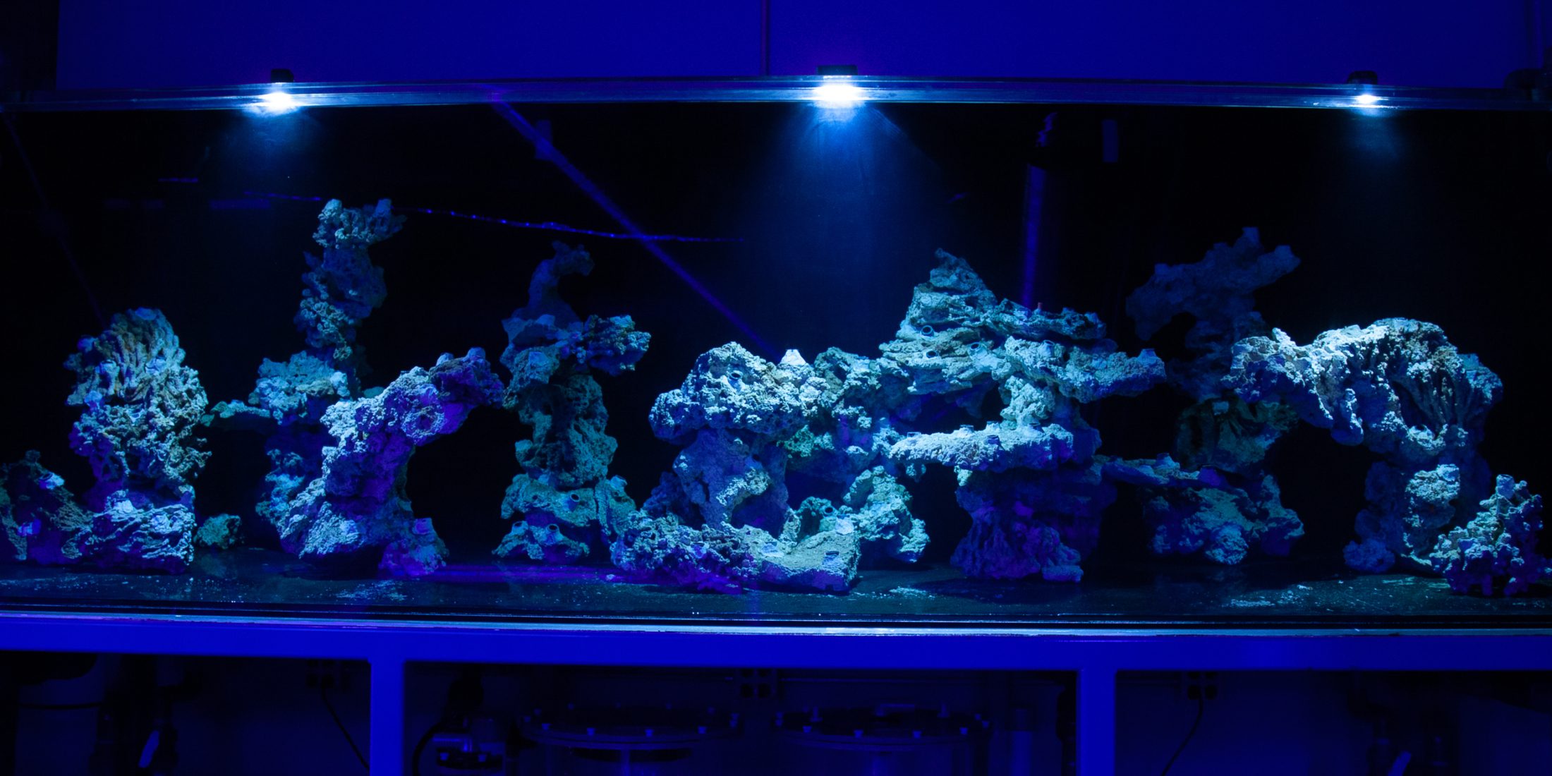 Transform Your Aquarium with These 6 Mesmerizing Aquascaping Ideas –  Diapteron Shop