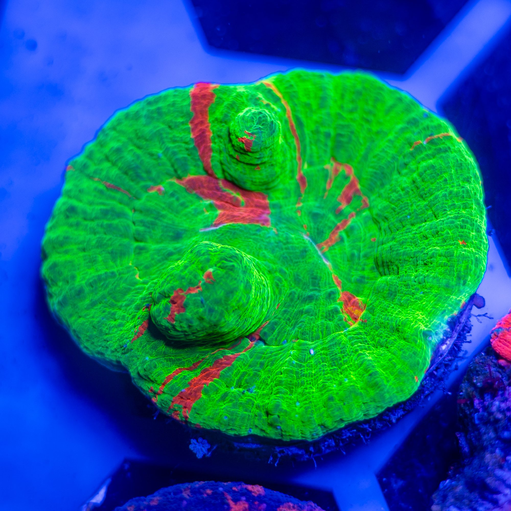Two Face Bleeding Apple Scolymia