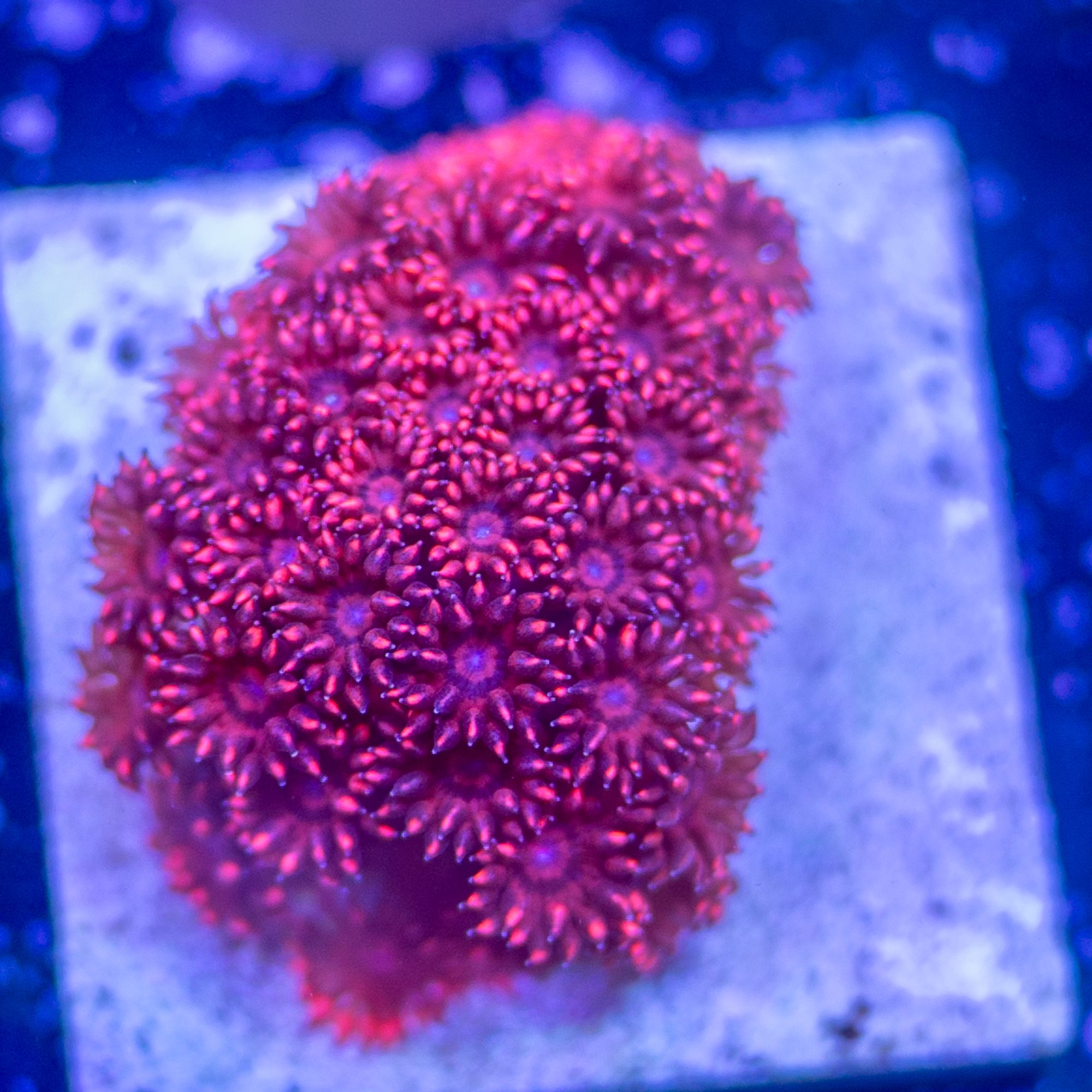 Vampire Eye Gonipora Mini Colony