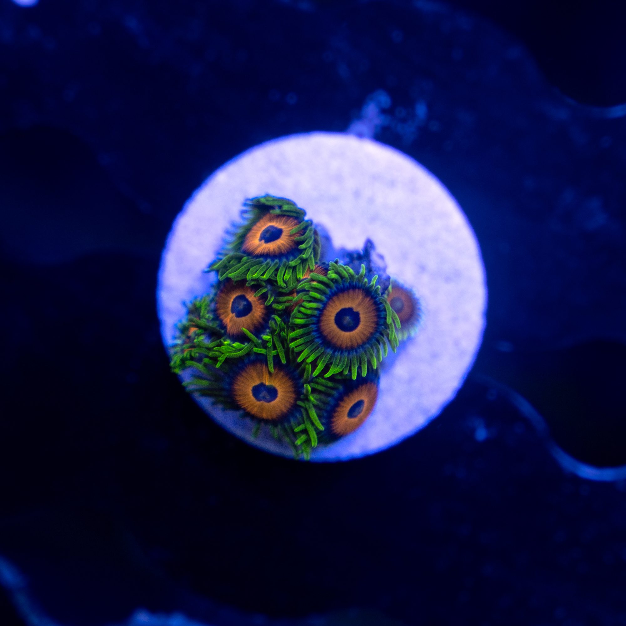 Eagle Eye Zoanthid