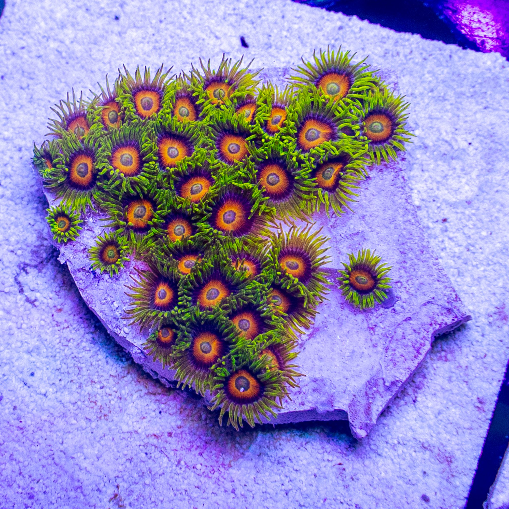 Eternal Sunshine Zoanthid
