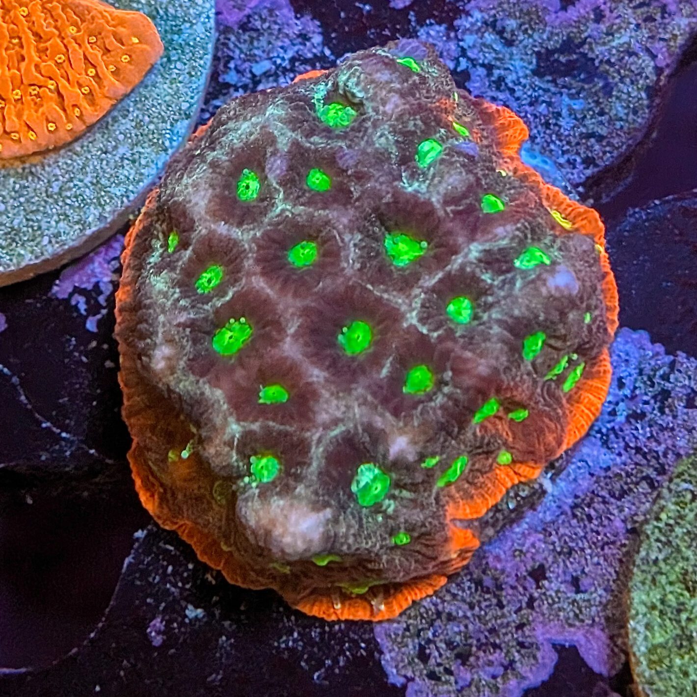 One Sided War Coral