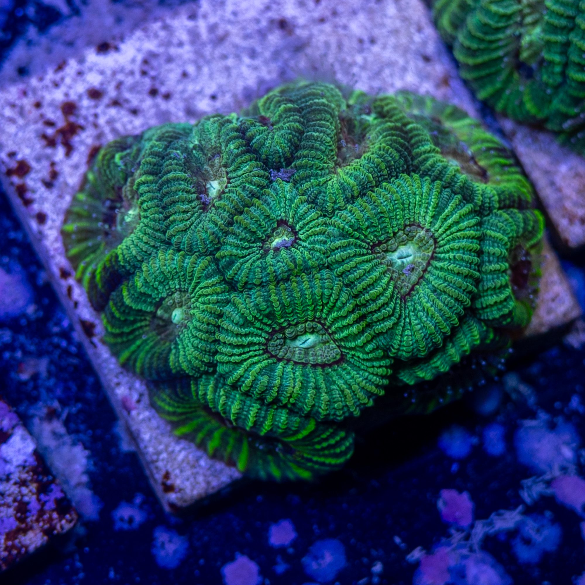 Desert Rose Favites - Image 2