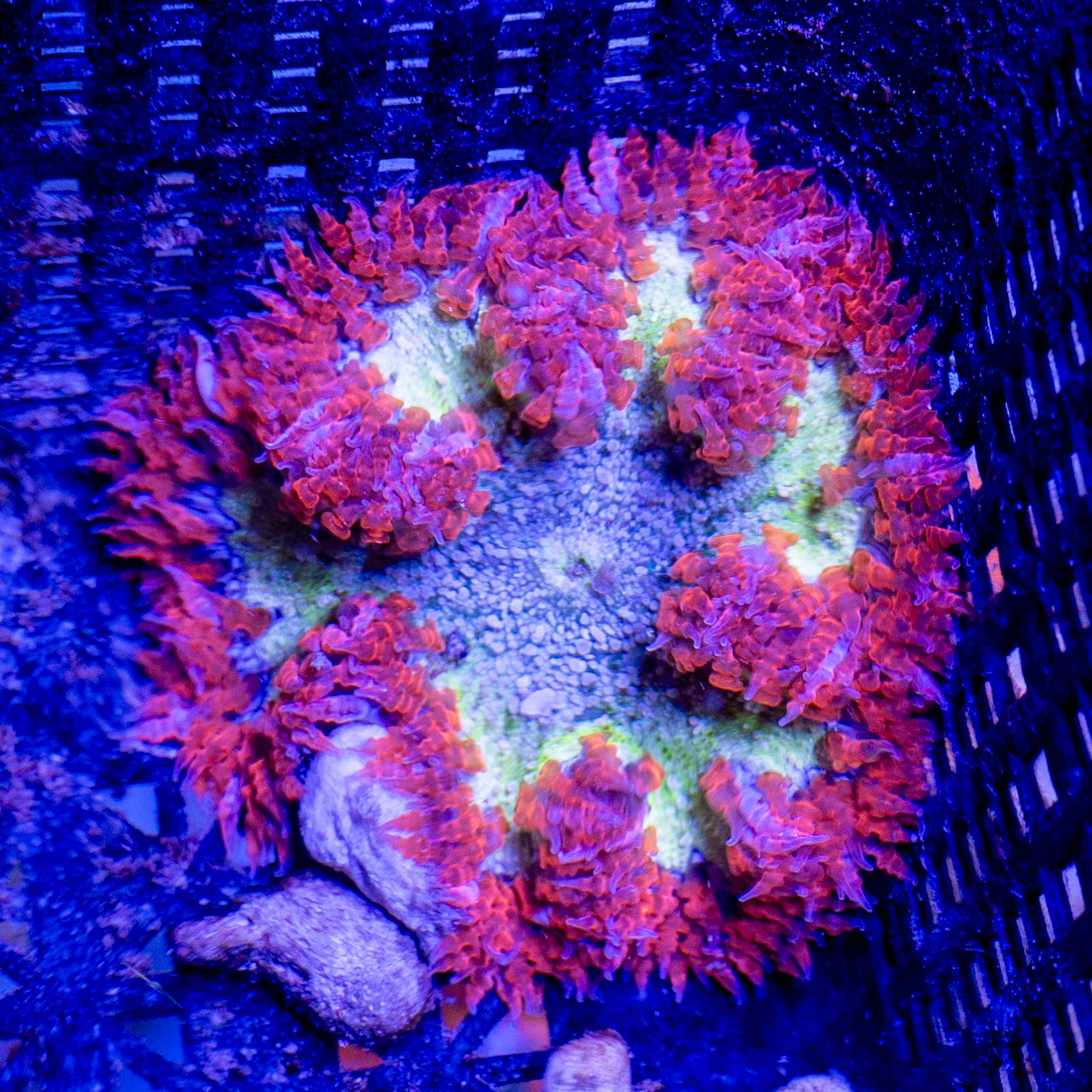 Soft Ferrari Rock Flower