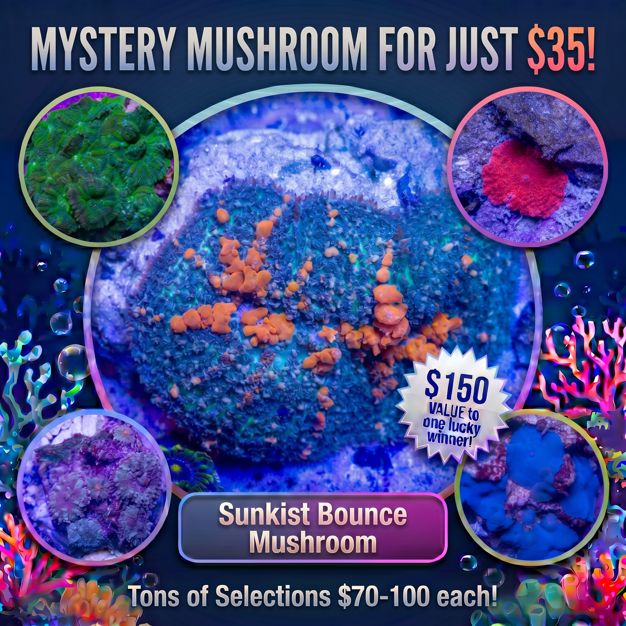 Mystery Mushroom!