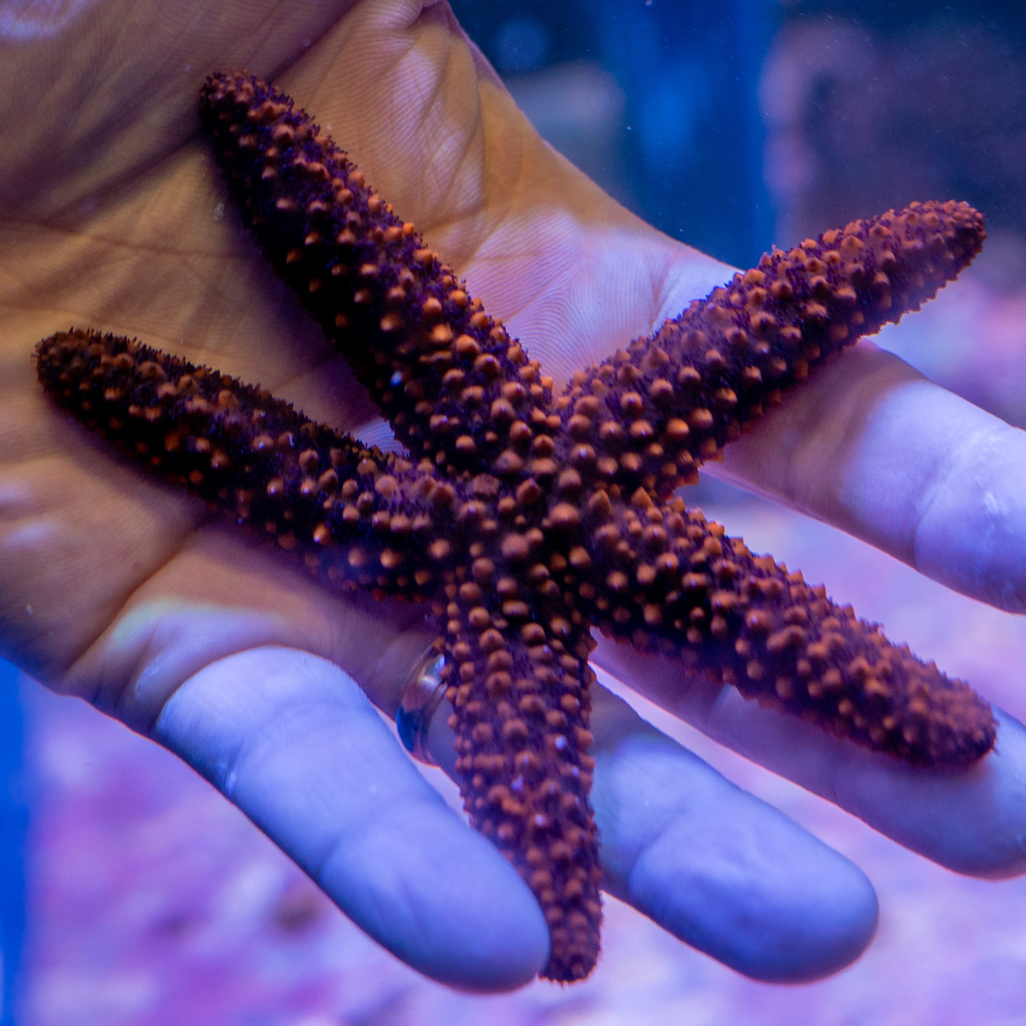 Florida Spinuosa Starfish