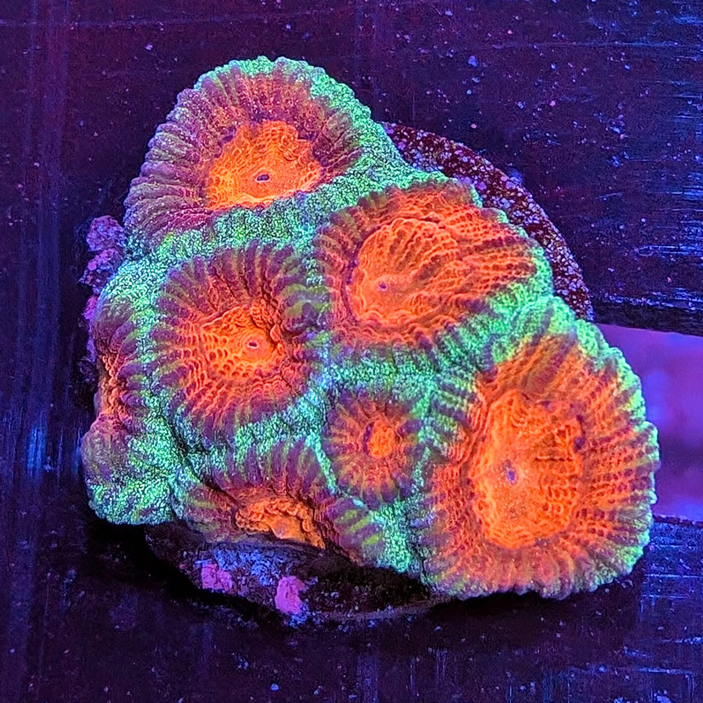 Christmas Favia Frag 1