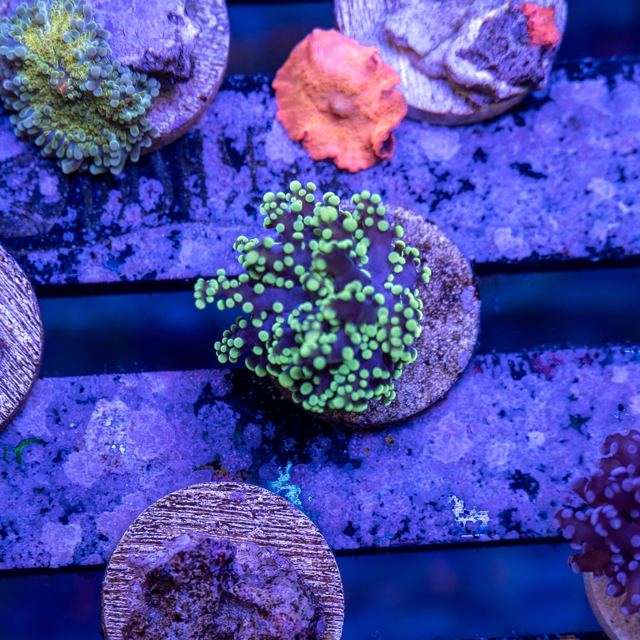 Gold Tip Purple Frogspawn Frag #2 | Detroit Reef Club