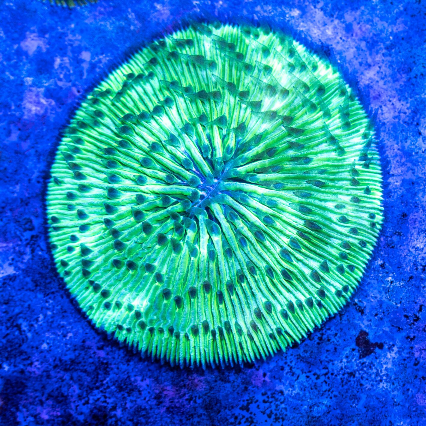 Metallic Green Fungia | Detroit Reef Club