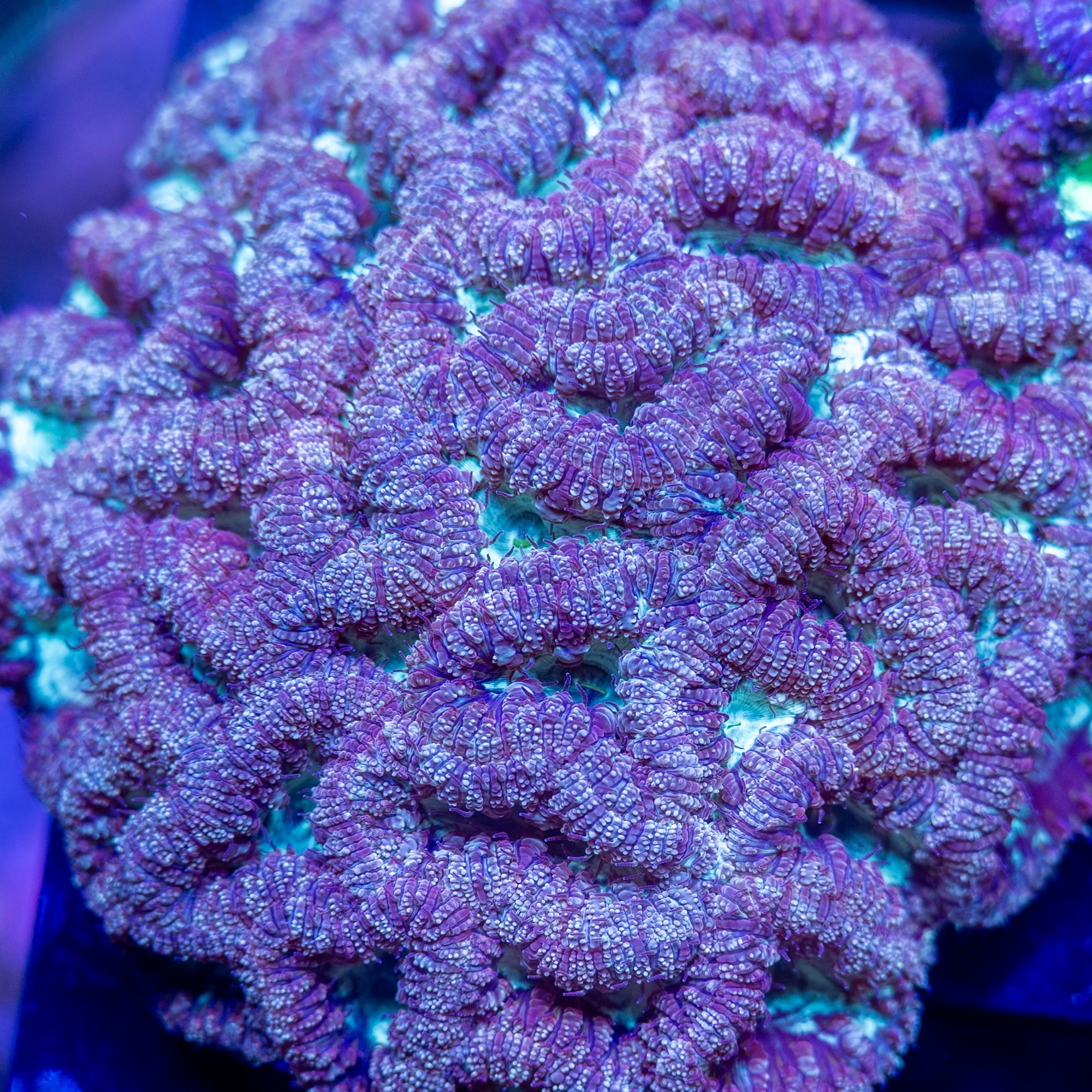Lavender Gargoyle Blastomussa