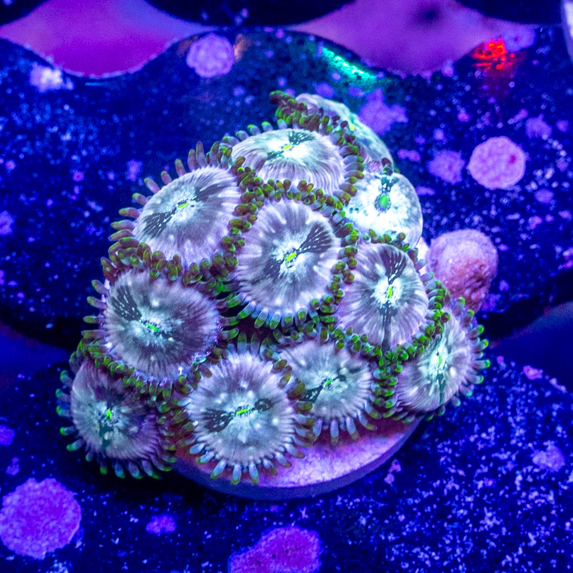 Great Gatsby People Eaters - Image 2