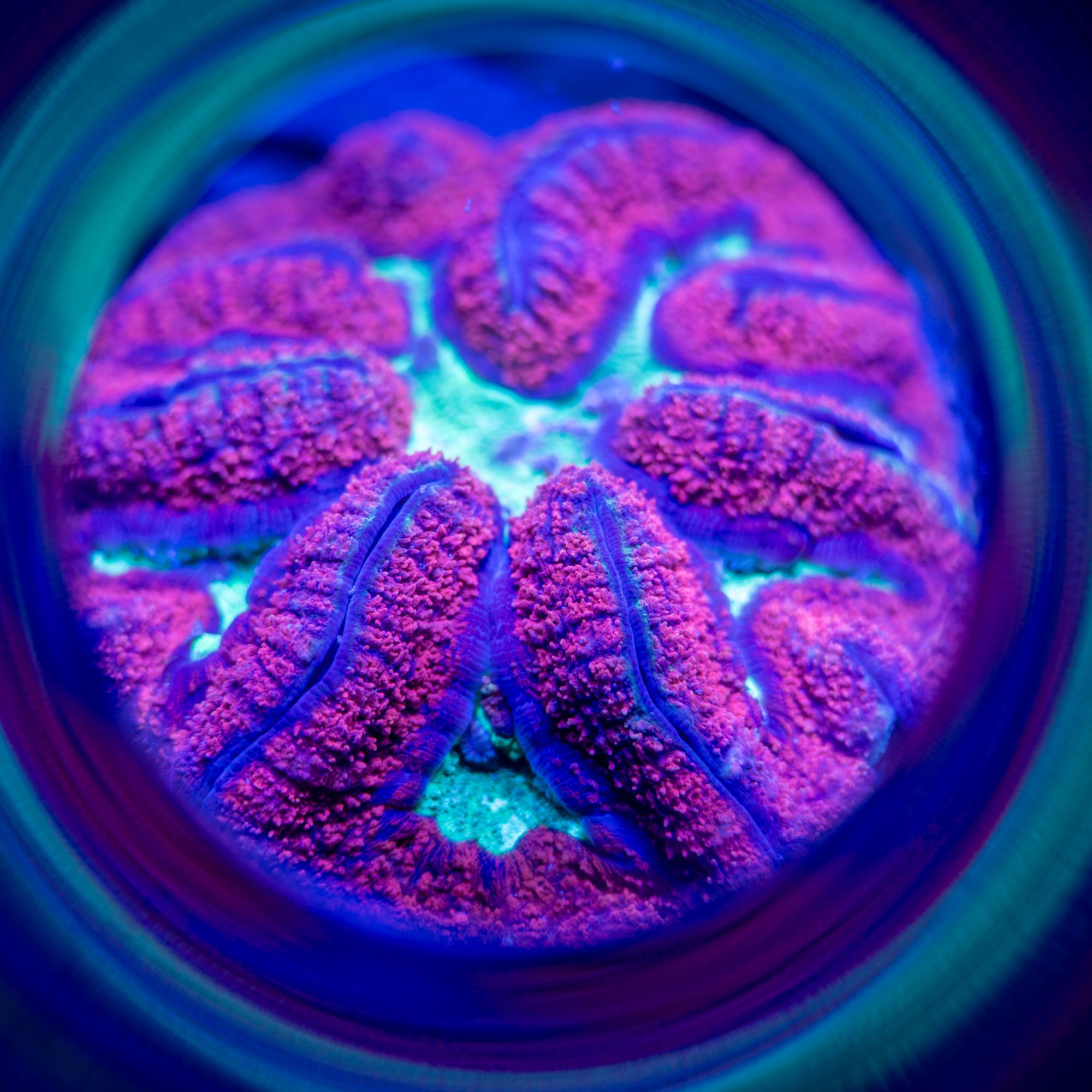 XXL Ultra Pink Symphyllia